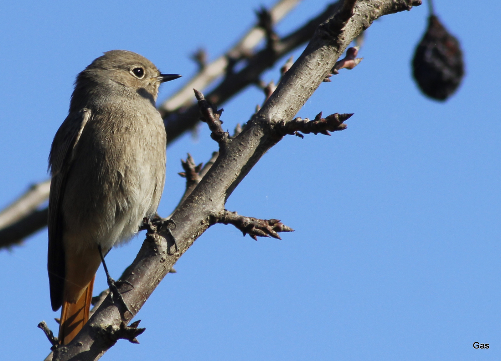 redstart