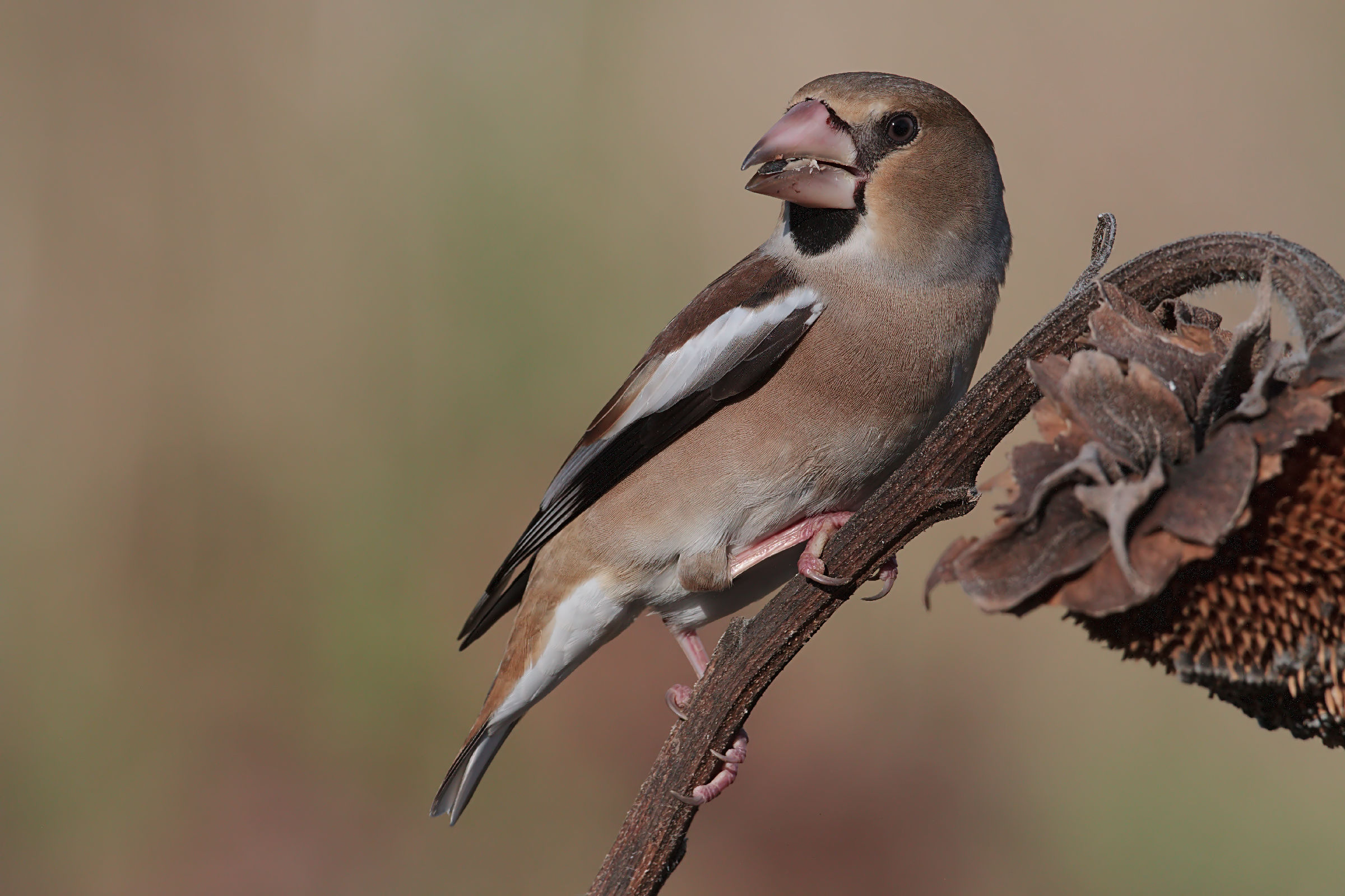 Grosbeak and Sunflower