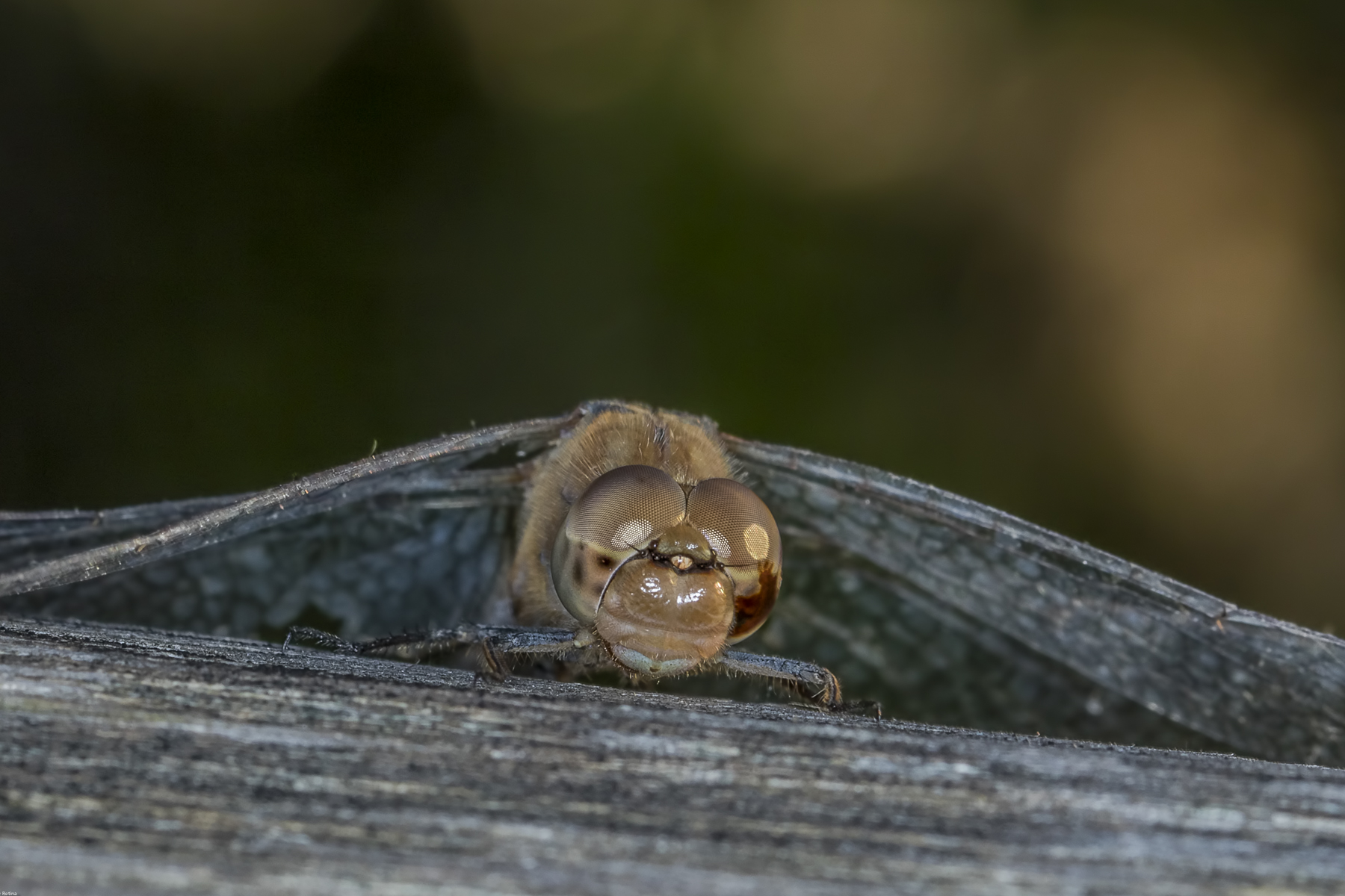 libelluloides concajus