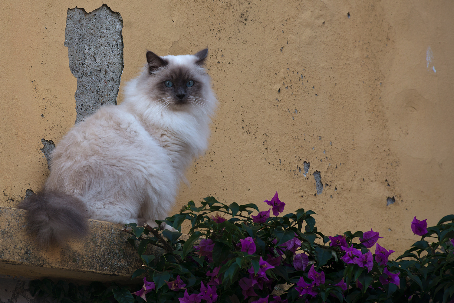 Il gatto e la bugainvillea