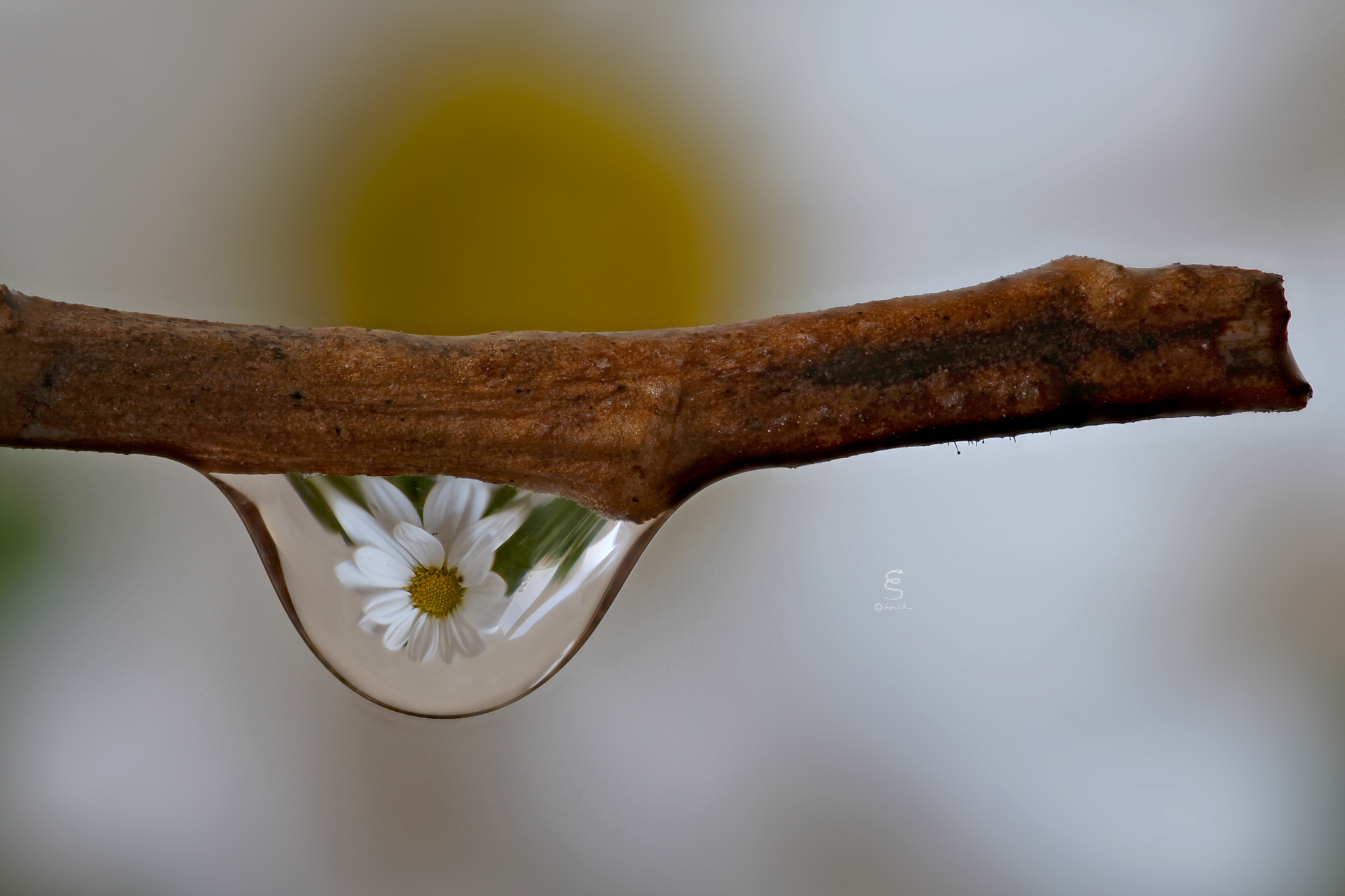 Chrysanthemum reflection