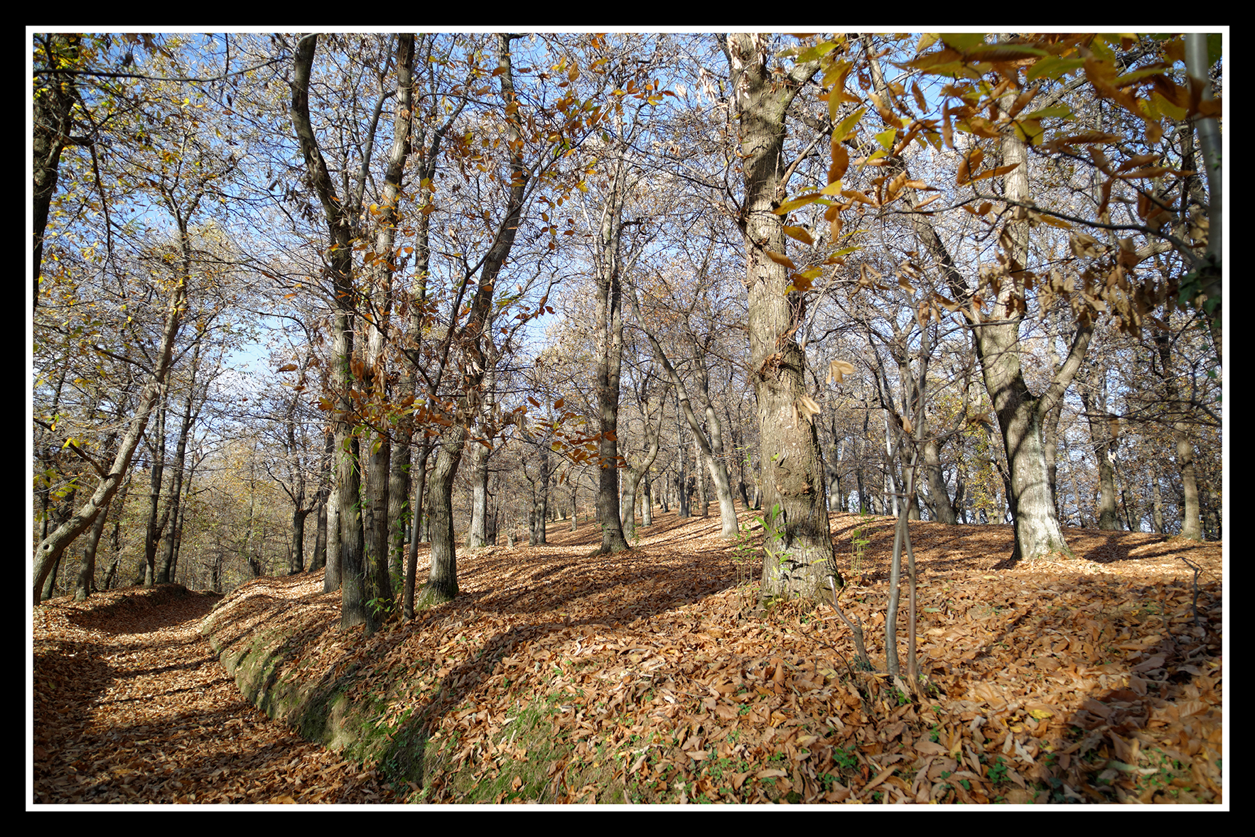 i mille colori dell'autunno..