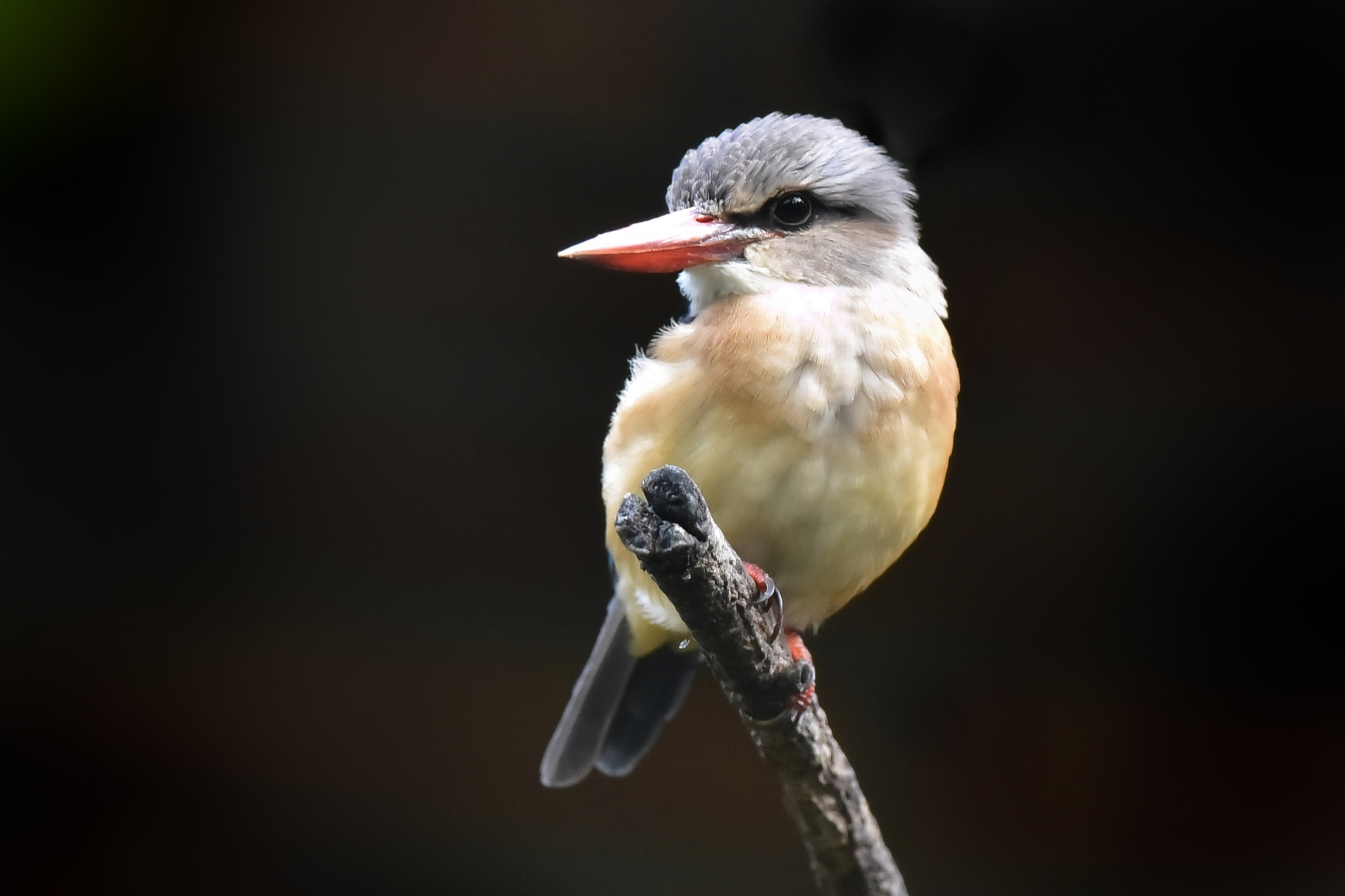 Kingfisher capobruno