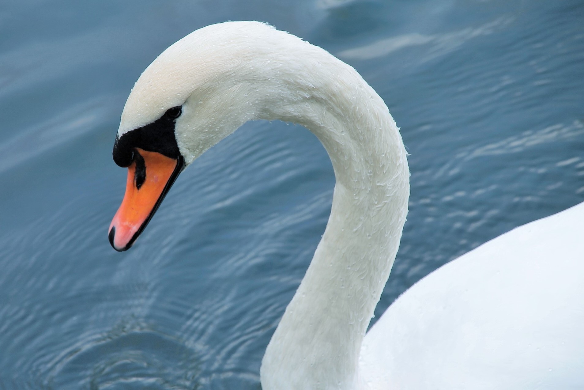 The prince of the pond
