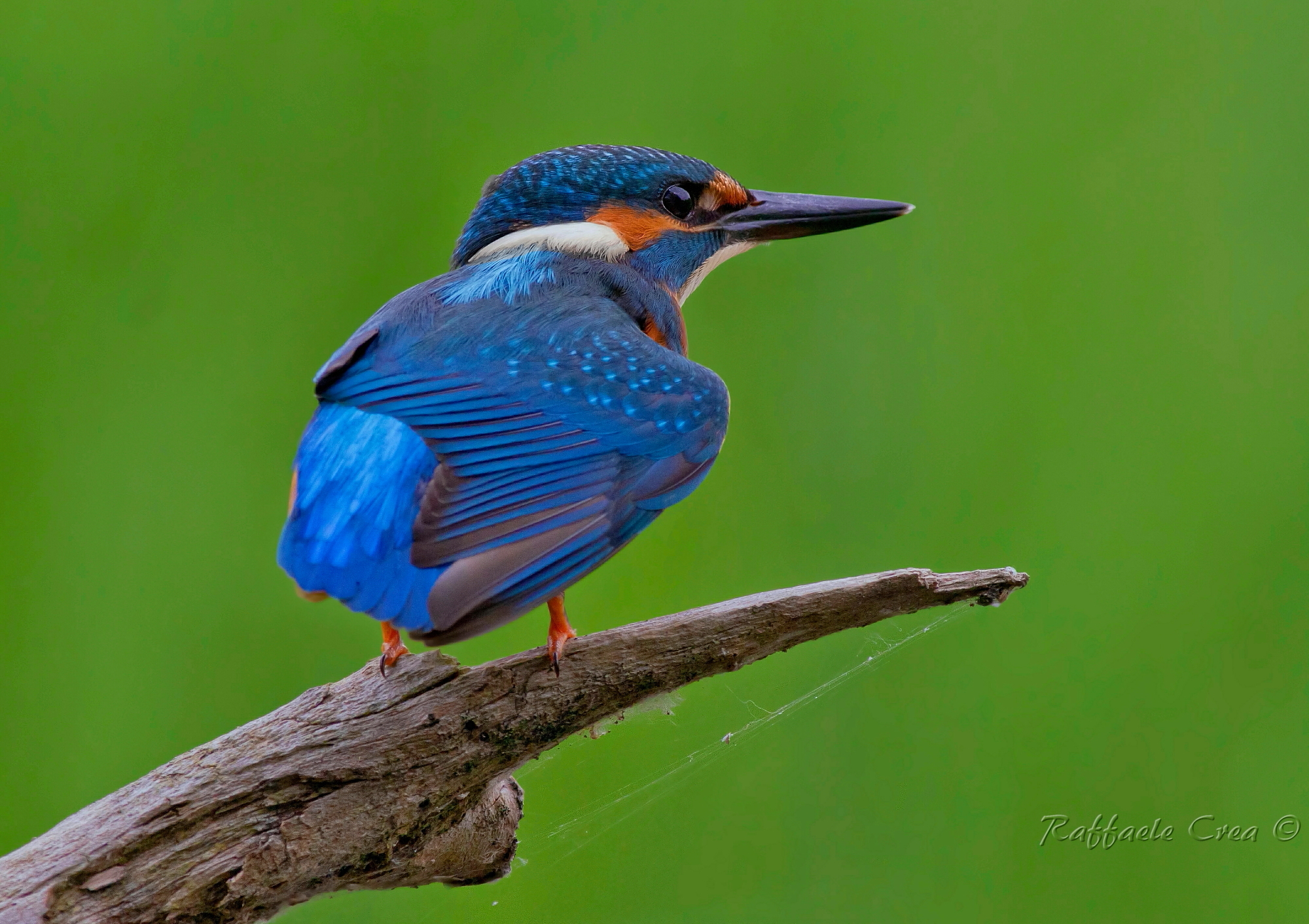 Martin Pescatore Maschio