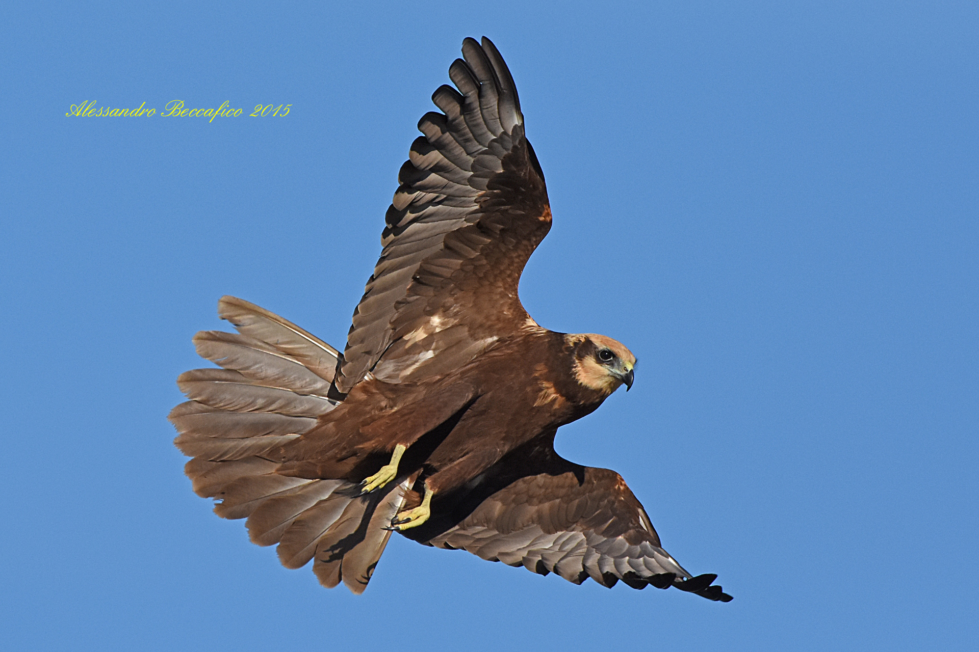Marsh Harrier (Circus aeruginosus)