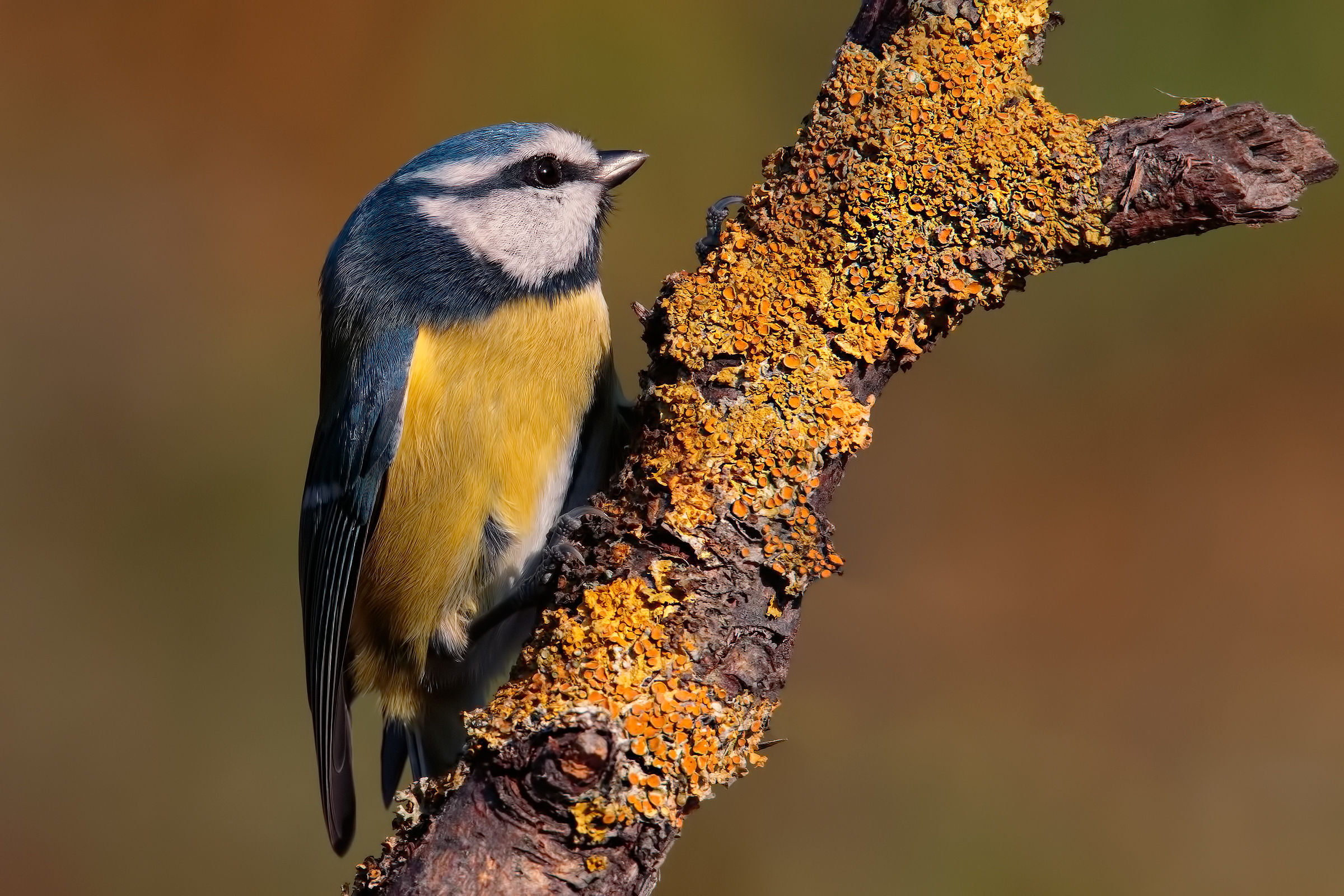 Prime Cinciarelle #1