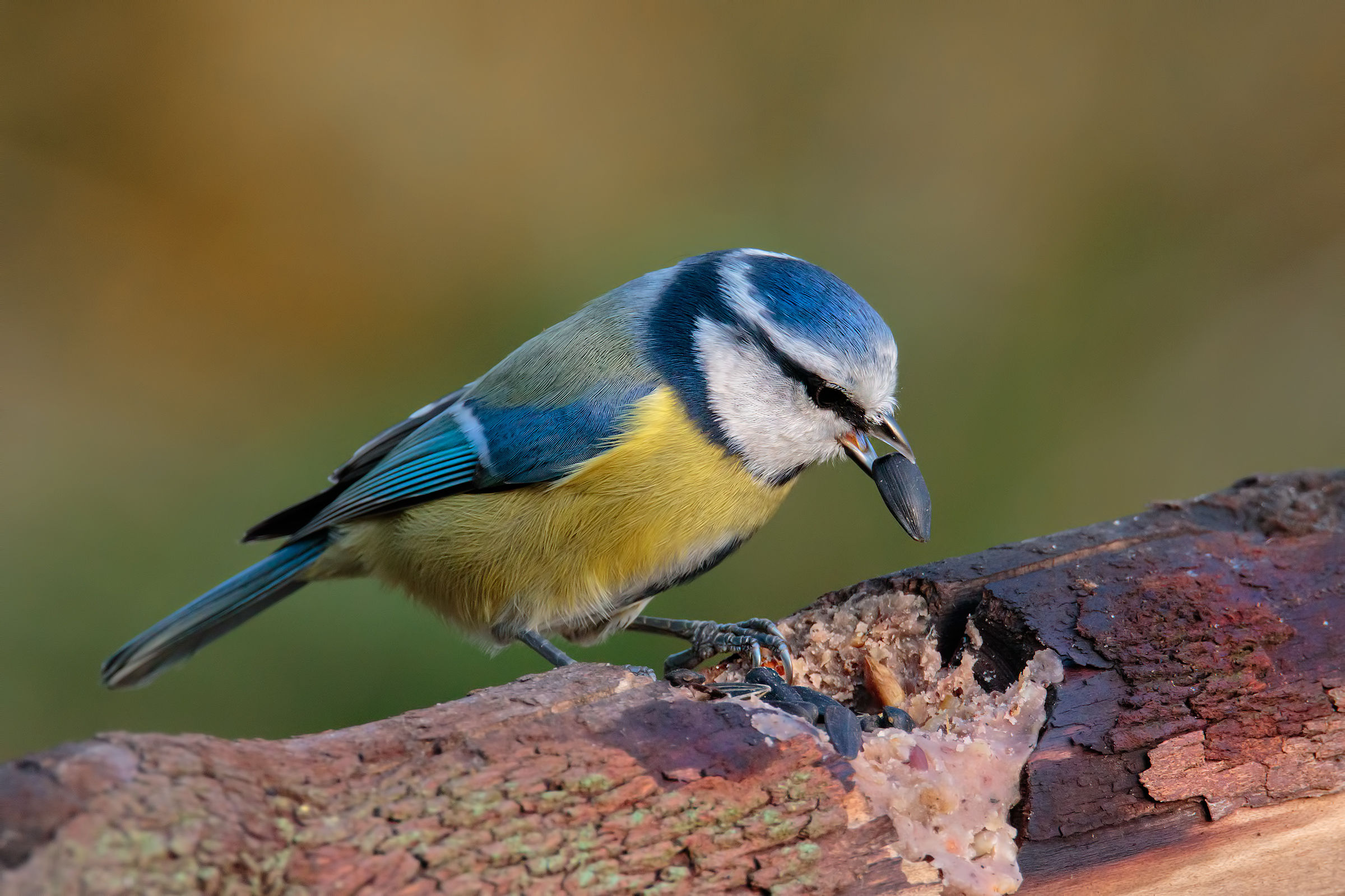 Prime Cinciarelle #2