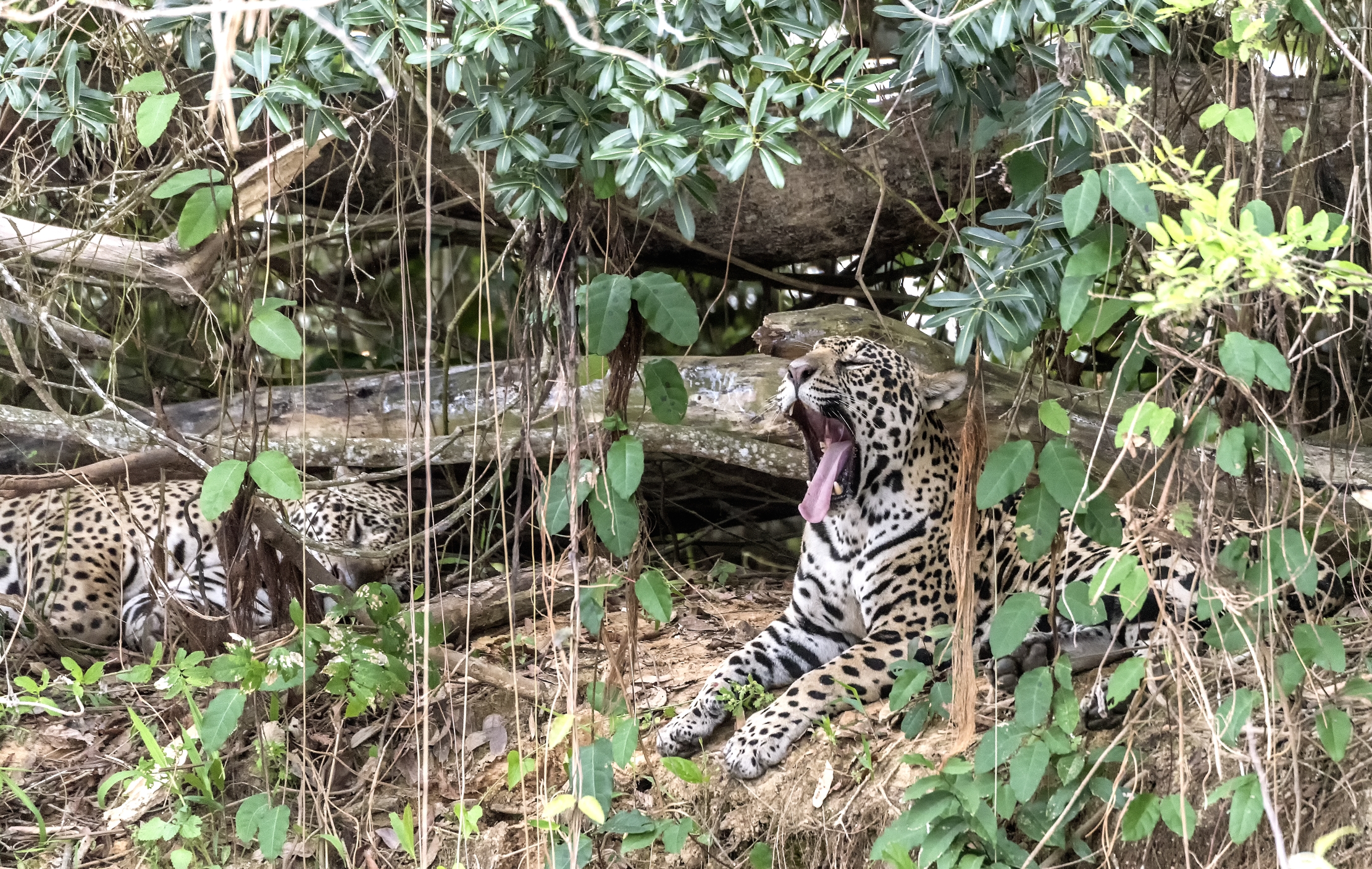 Pantanal 2015 - Jaguar