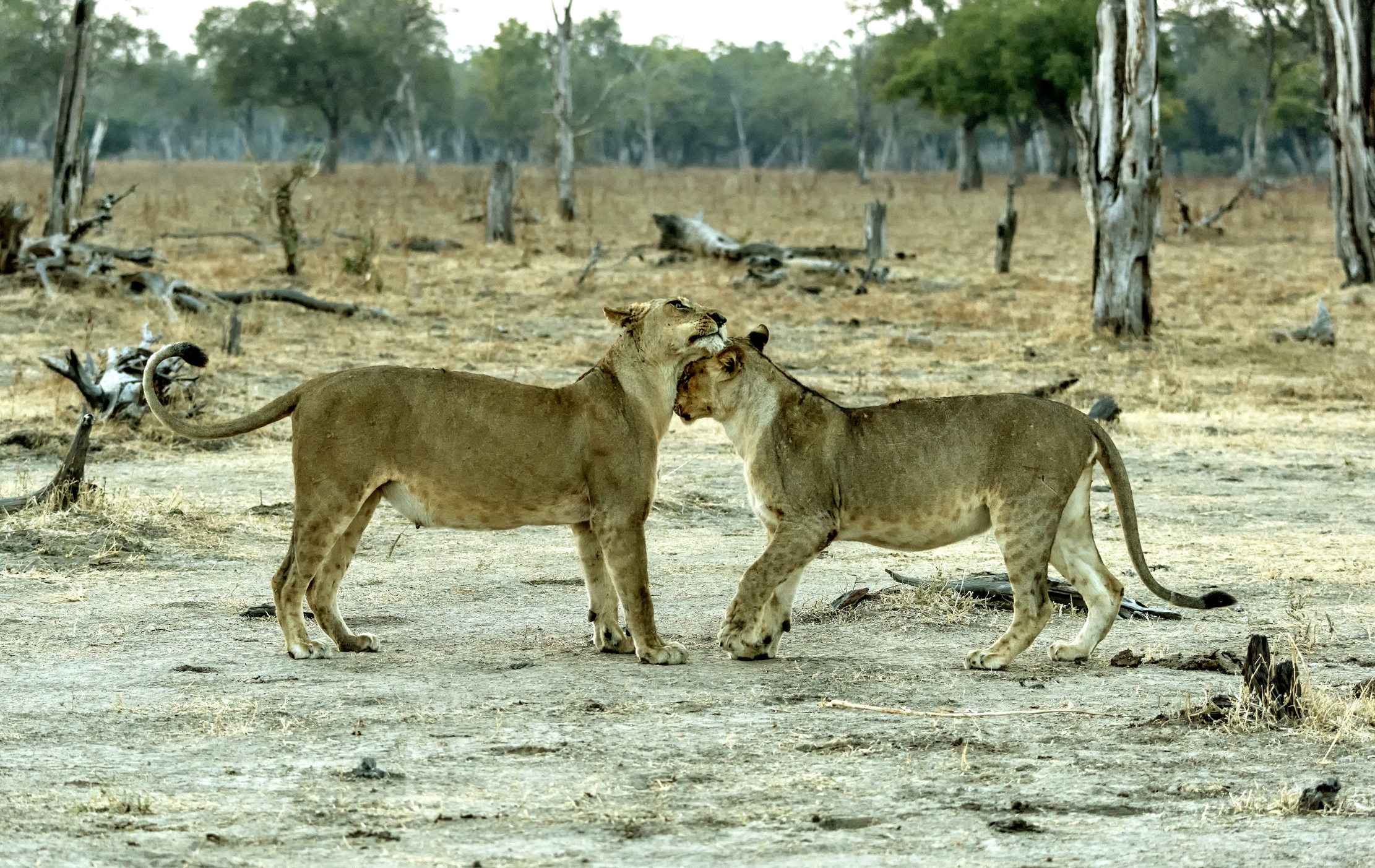 Zambia 2015 - Incontri affettuosi