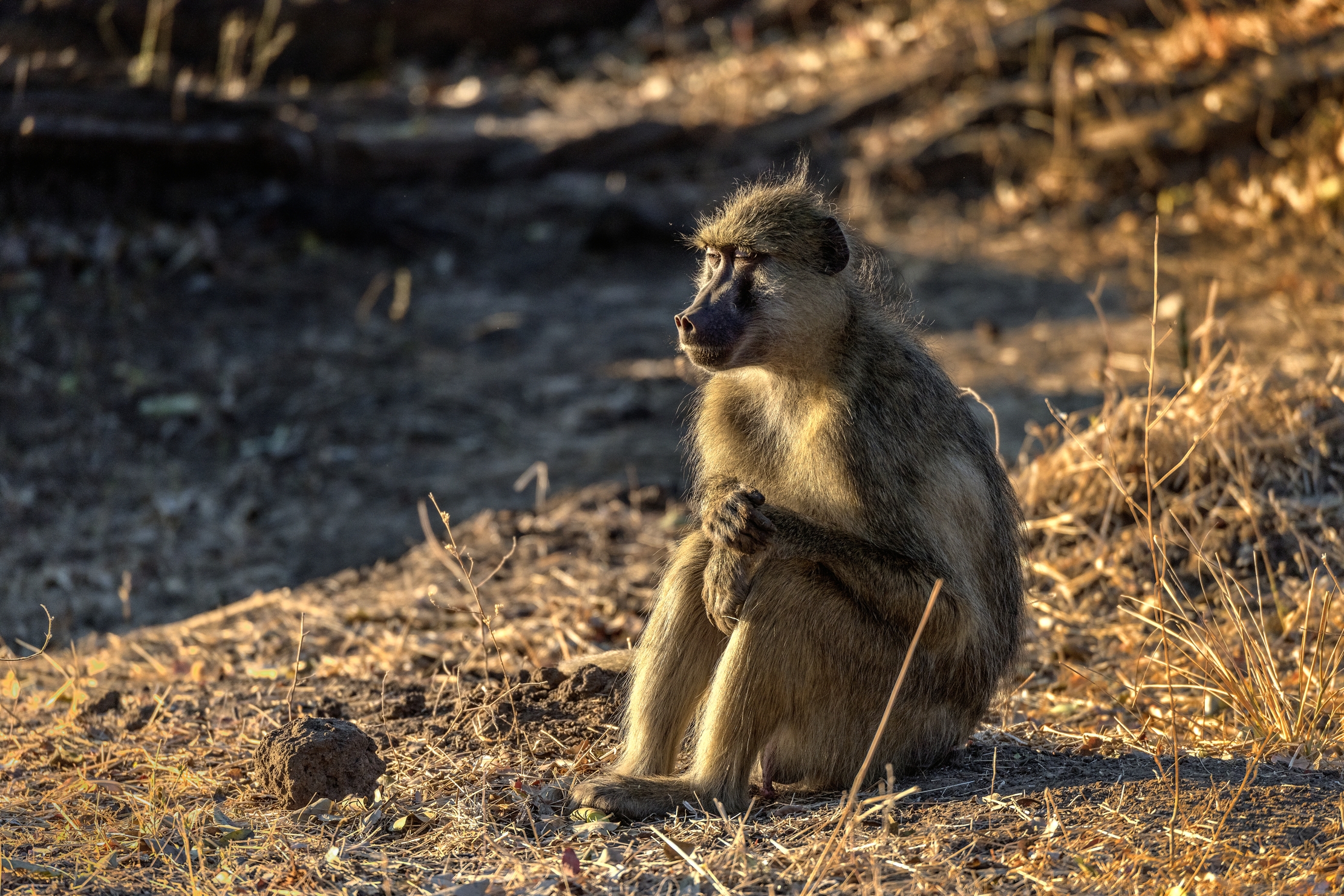 Zambia 2015 - Ai primi raggi del sole