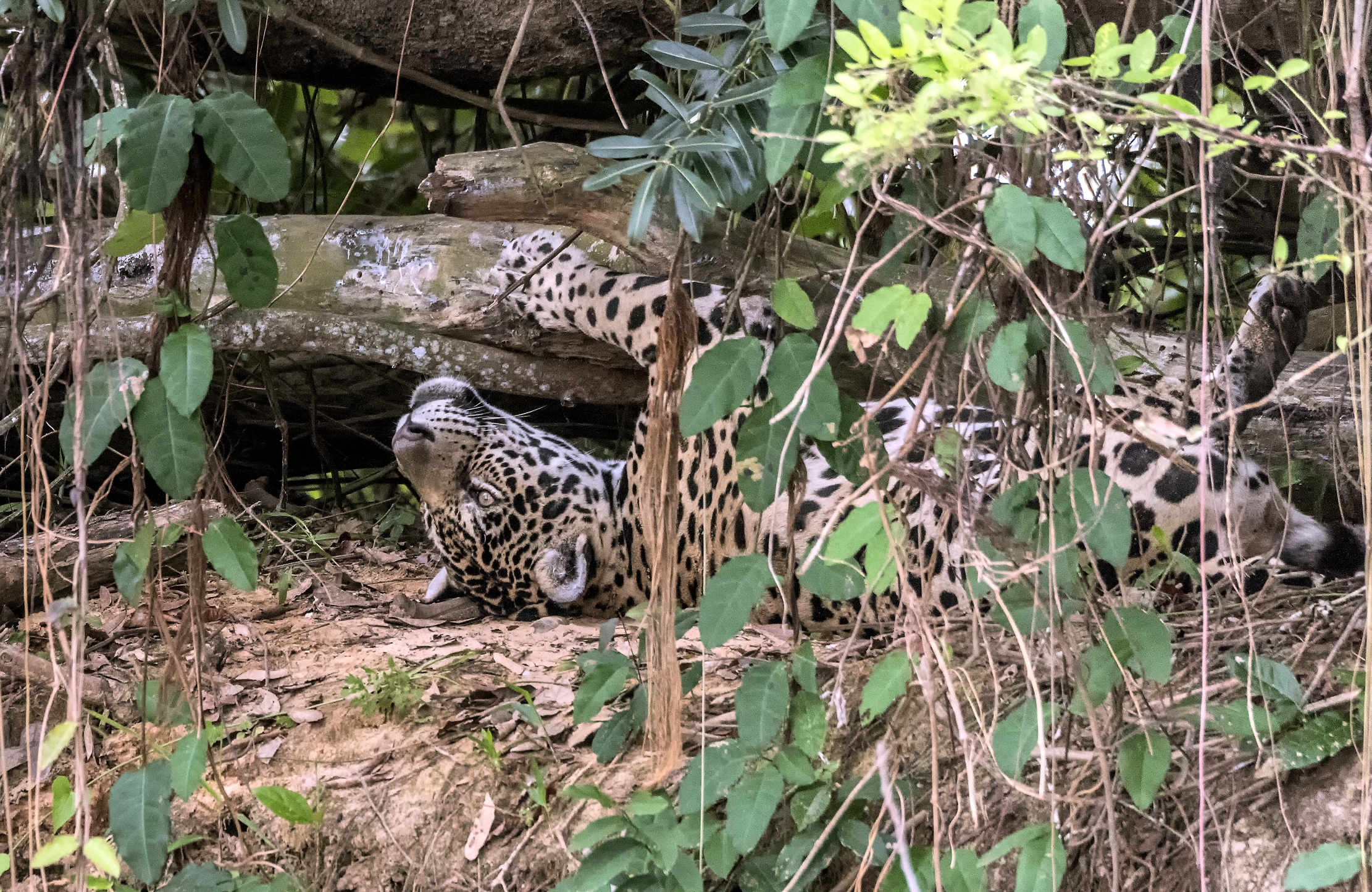 Pantanal 2015 - Jaguar