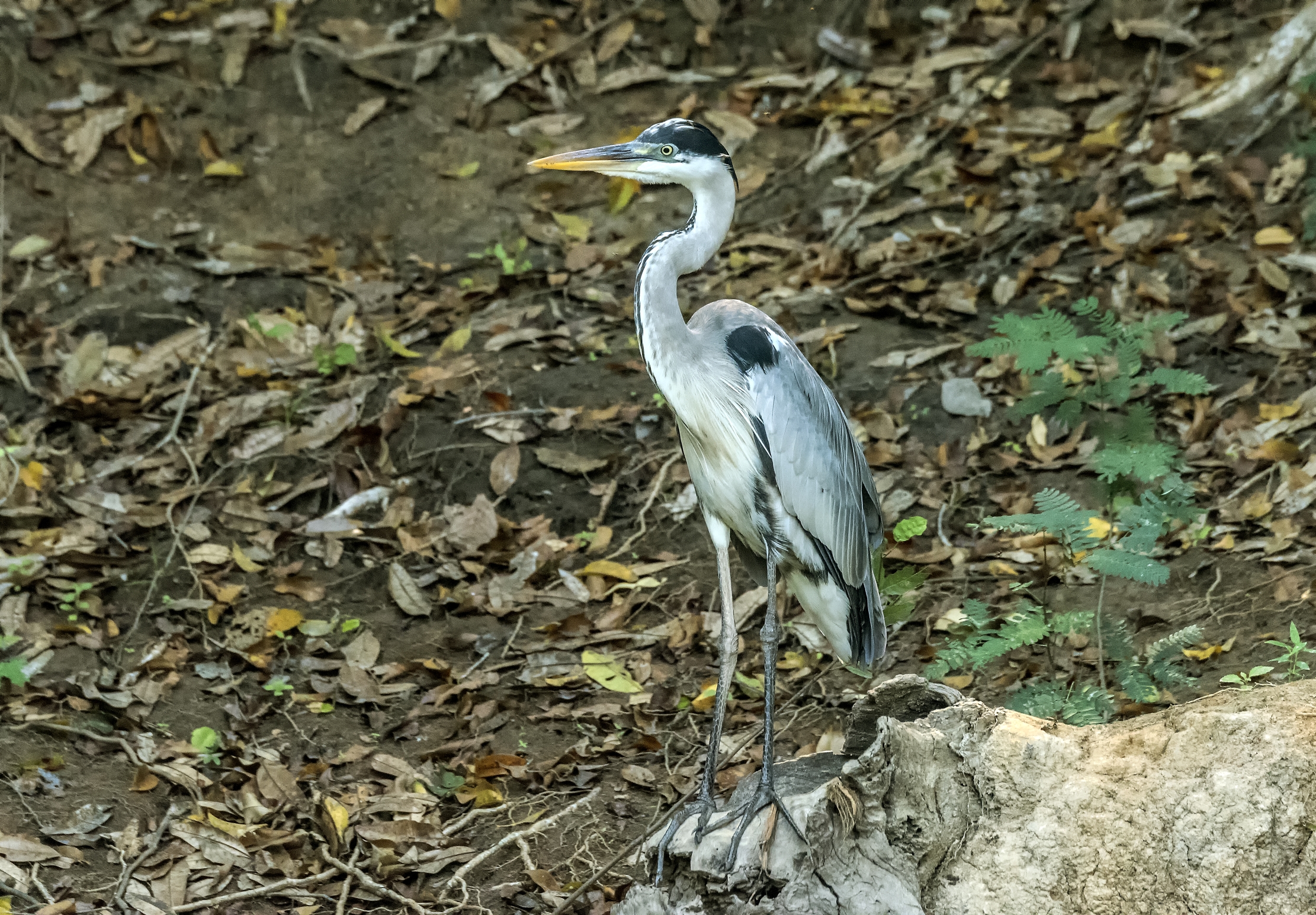 Pantanal 2015 - Airone