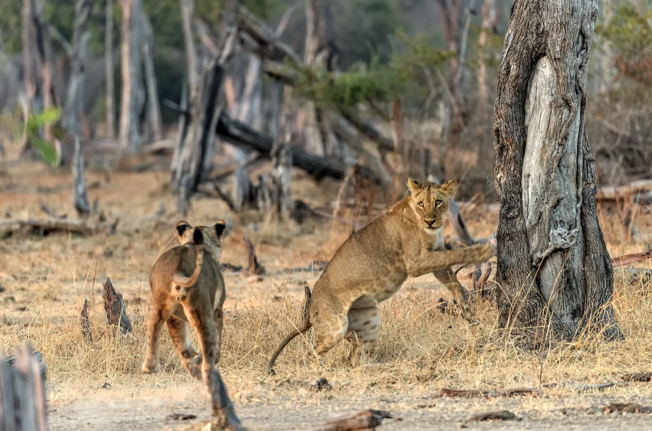 Zambia 2015 - Leonesse