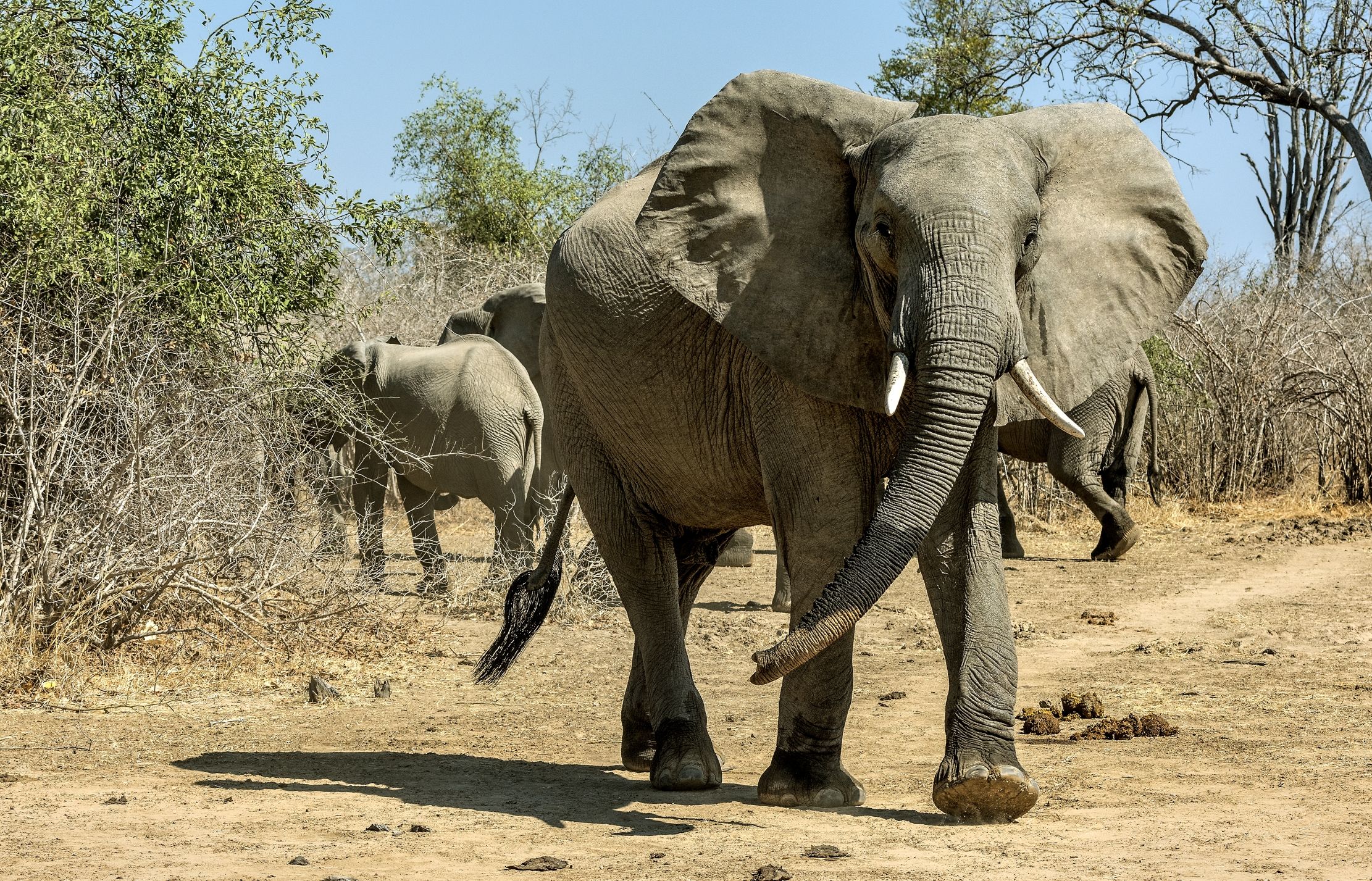 Zambia 2015 - Elephants