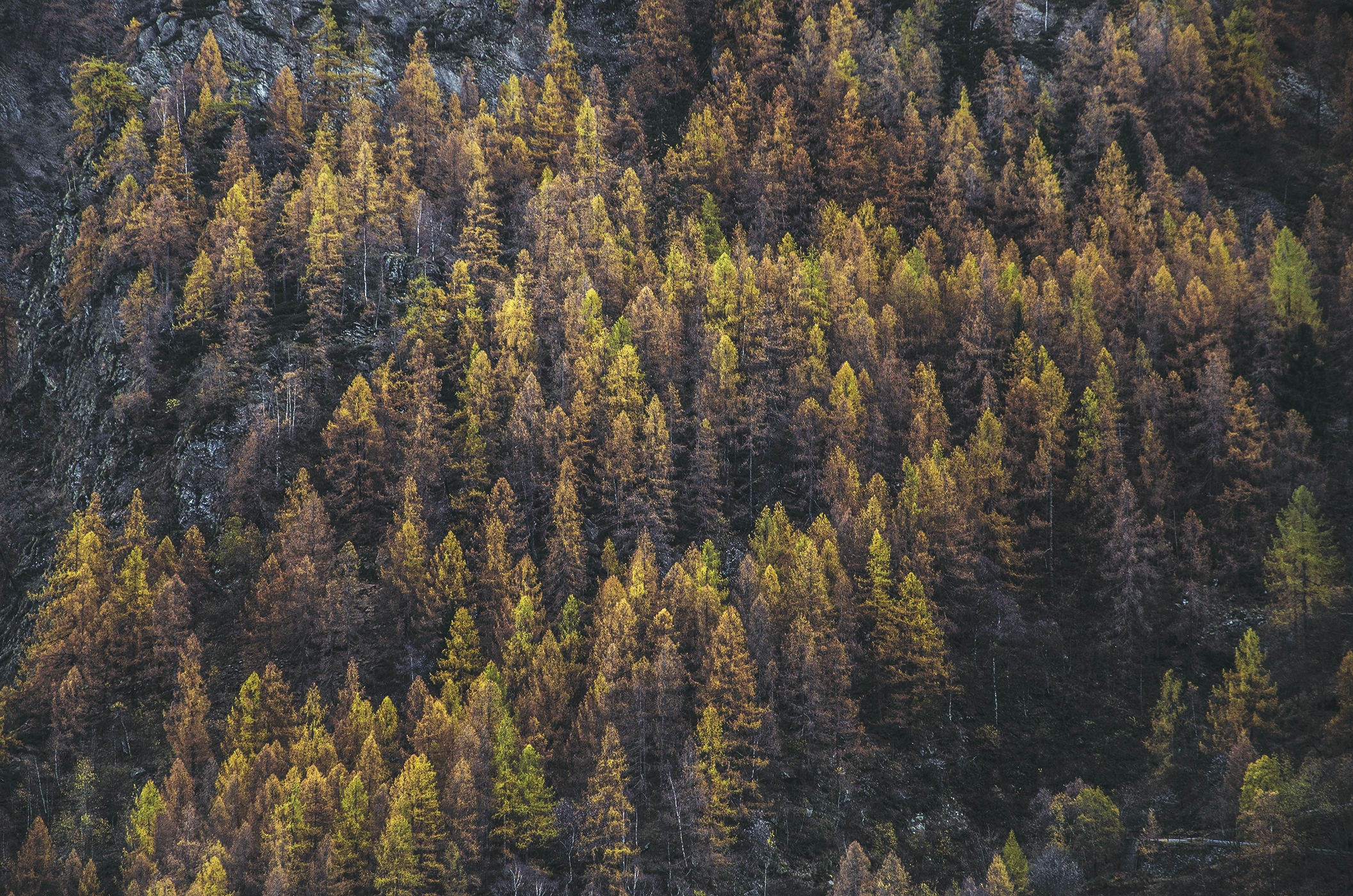 Home is where the trees are.