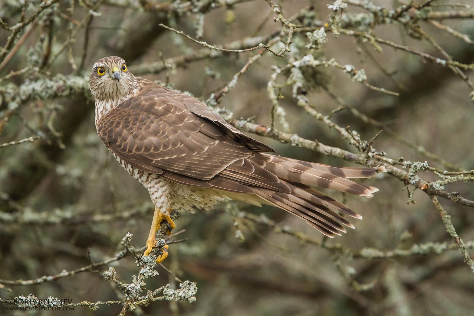 Sparviere (Accipiter nisus)