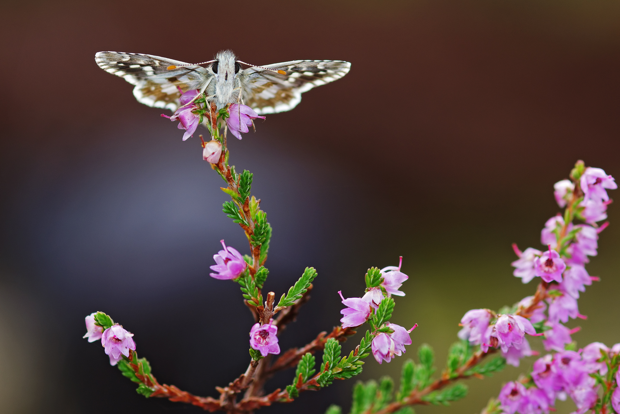 Above the heather