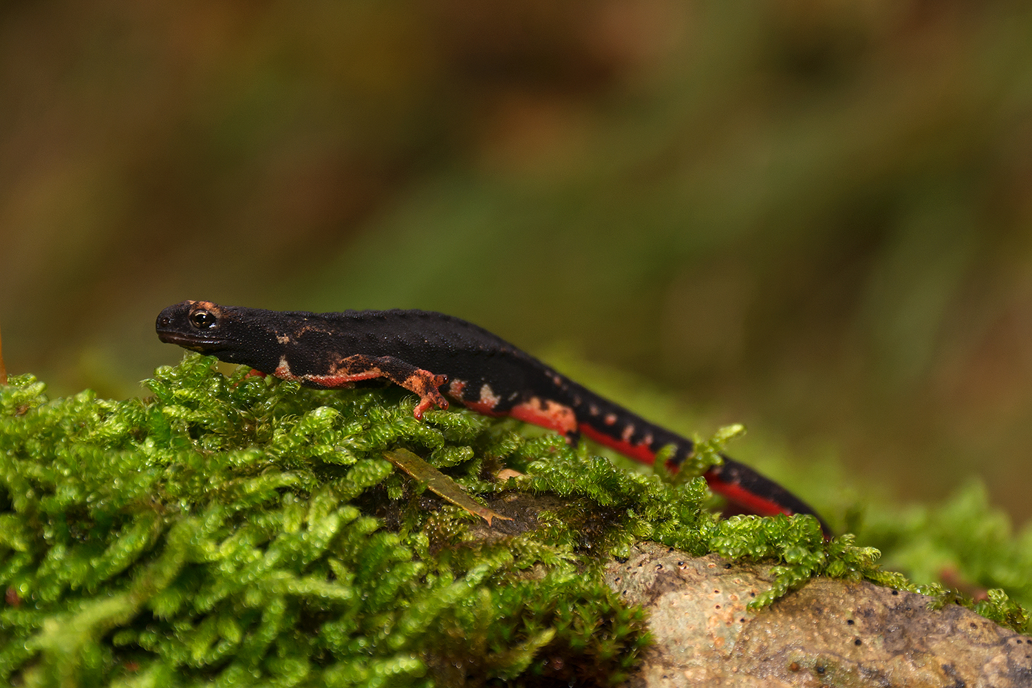 Salamandrina dagli occhiali