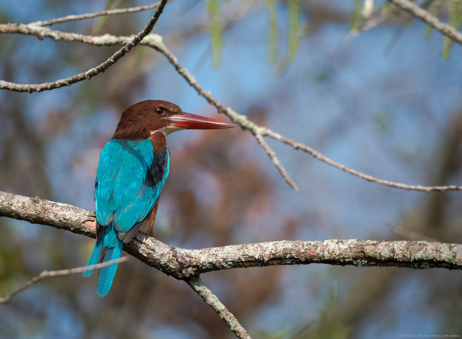 Kingfisher bianco-throated