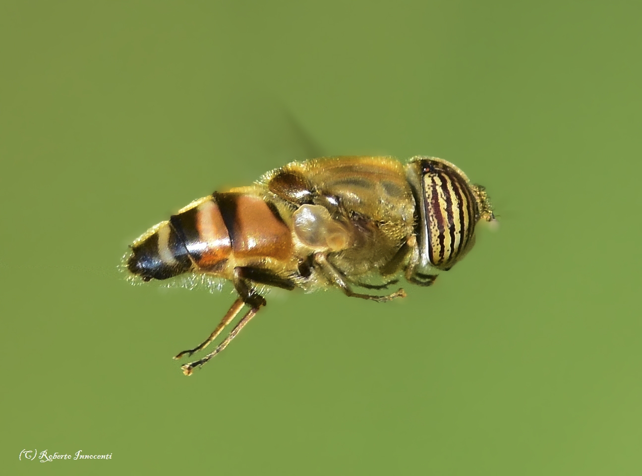 Eristalinus taeniops - Moscow tiger.