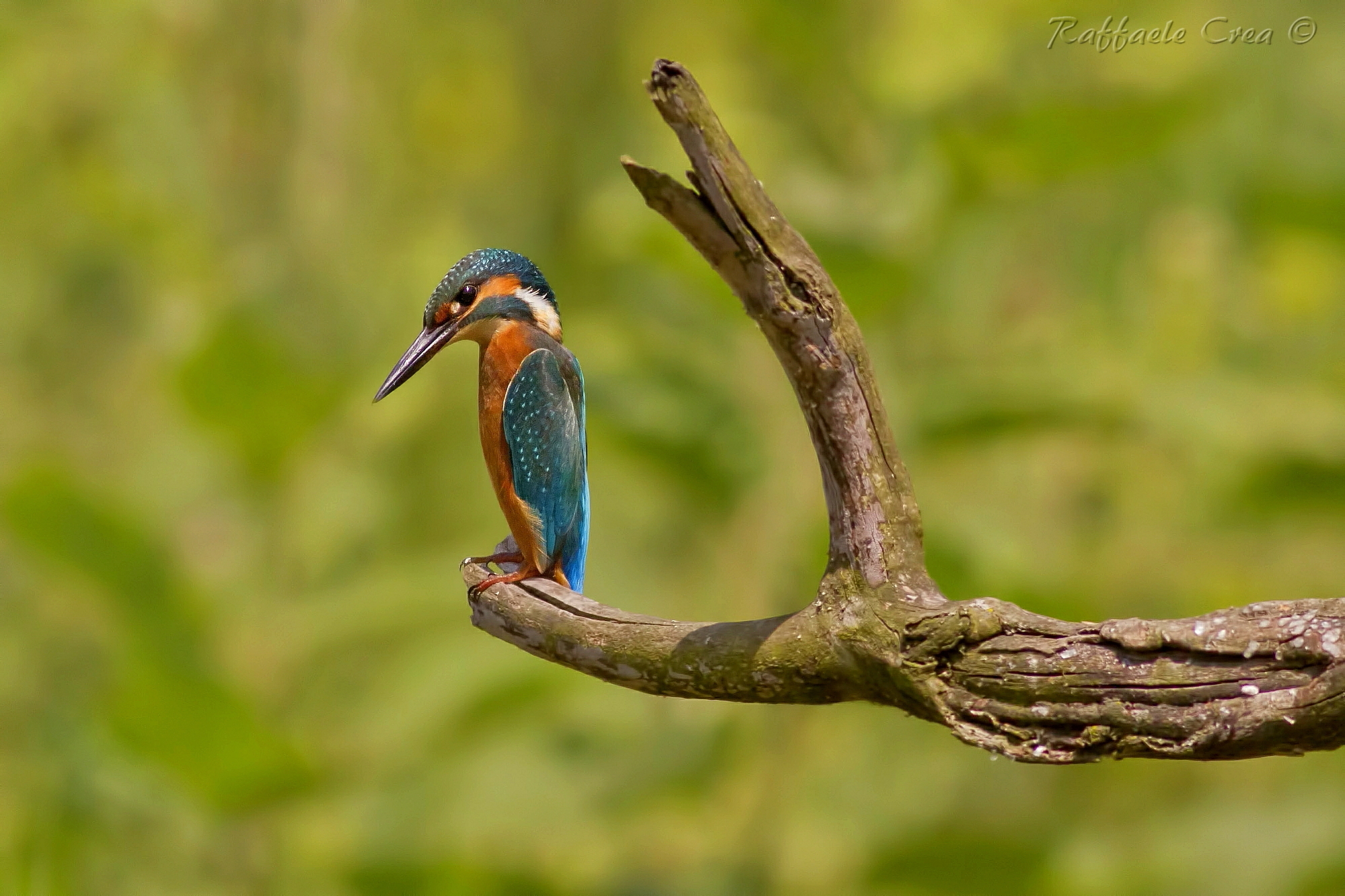 Martin Pescatore.Mi Butto?