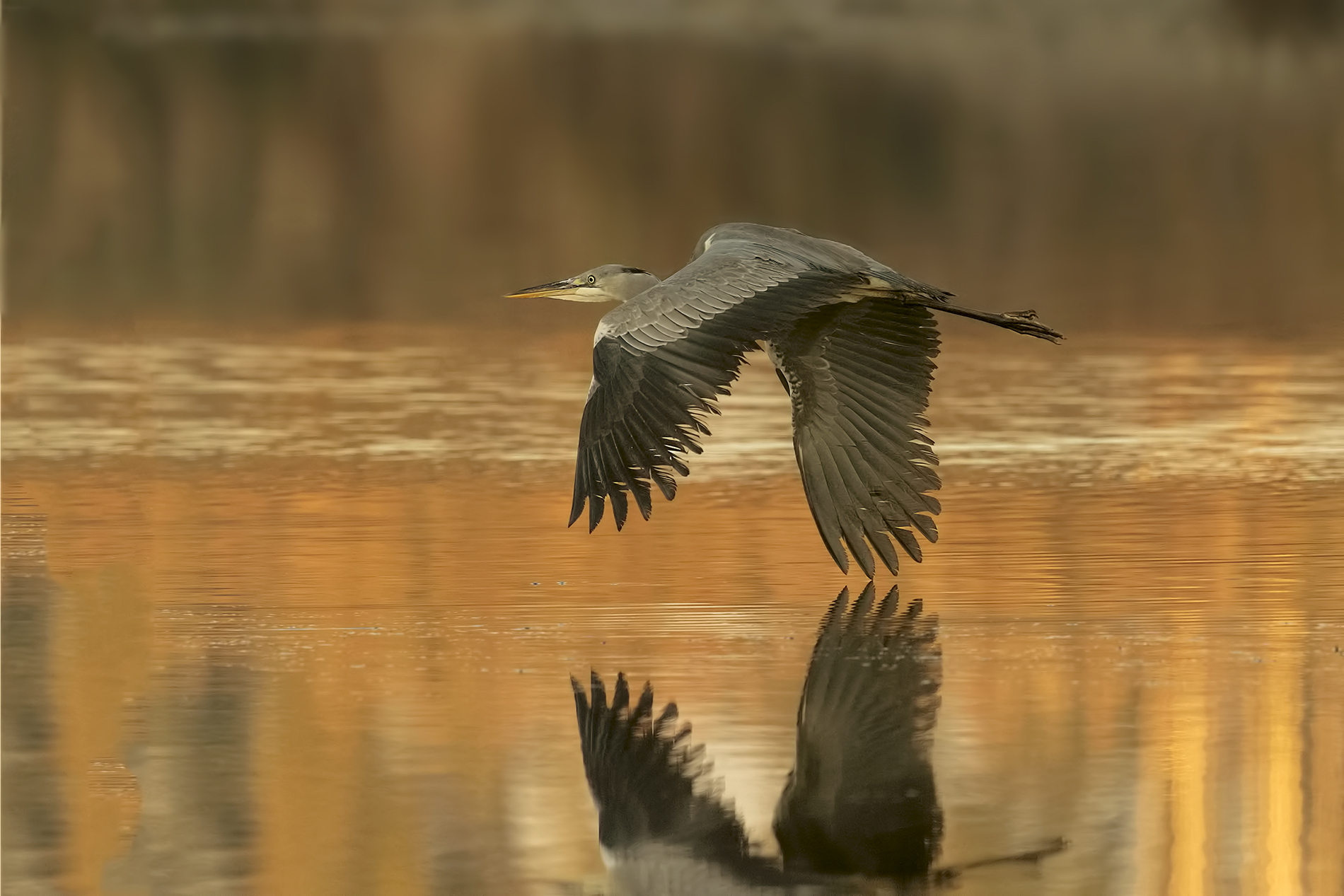 Grey Heron