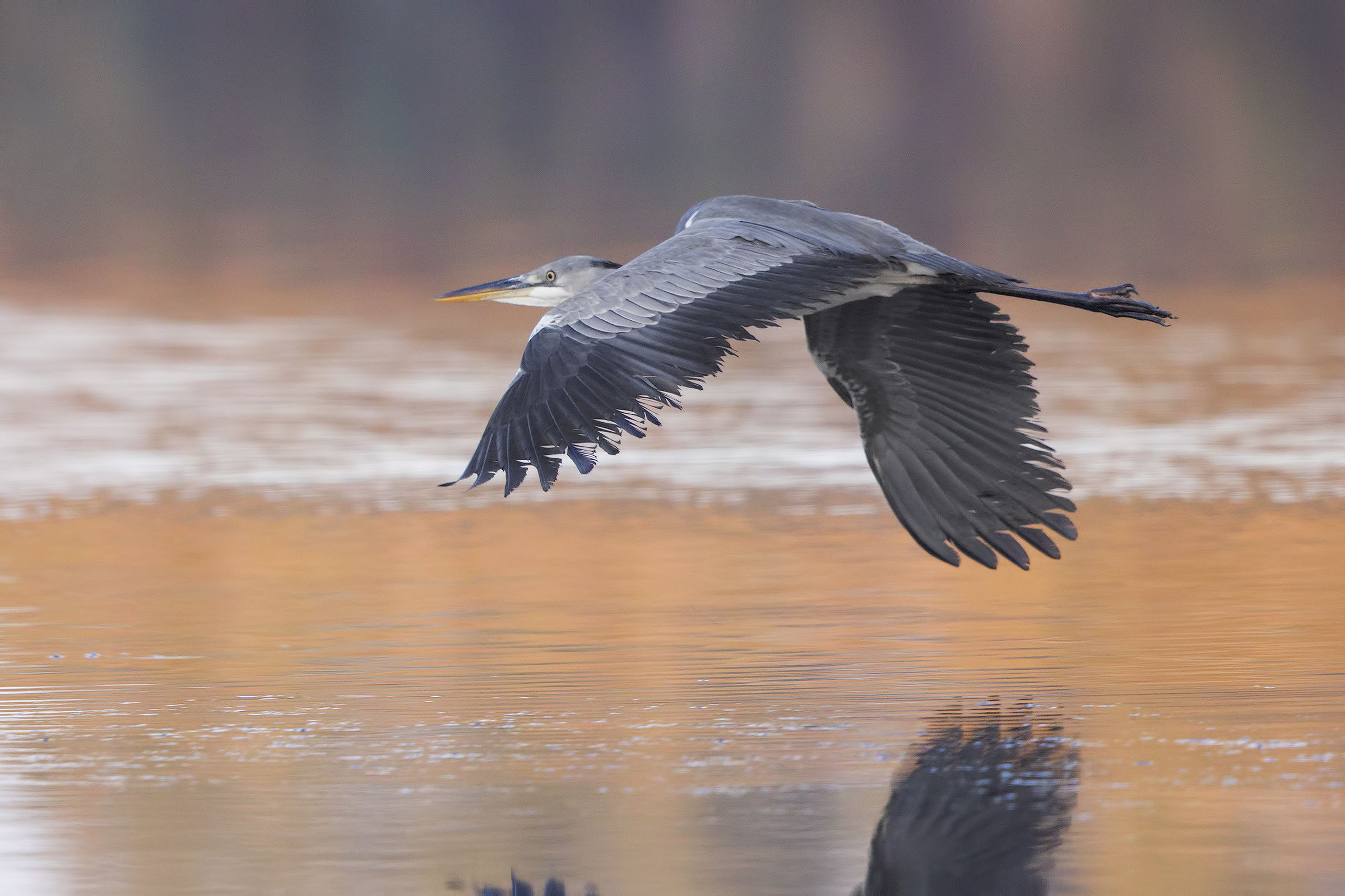 Grey Heron