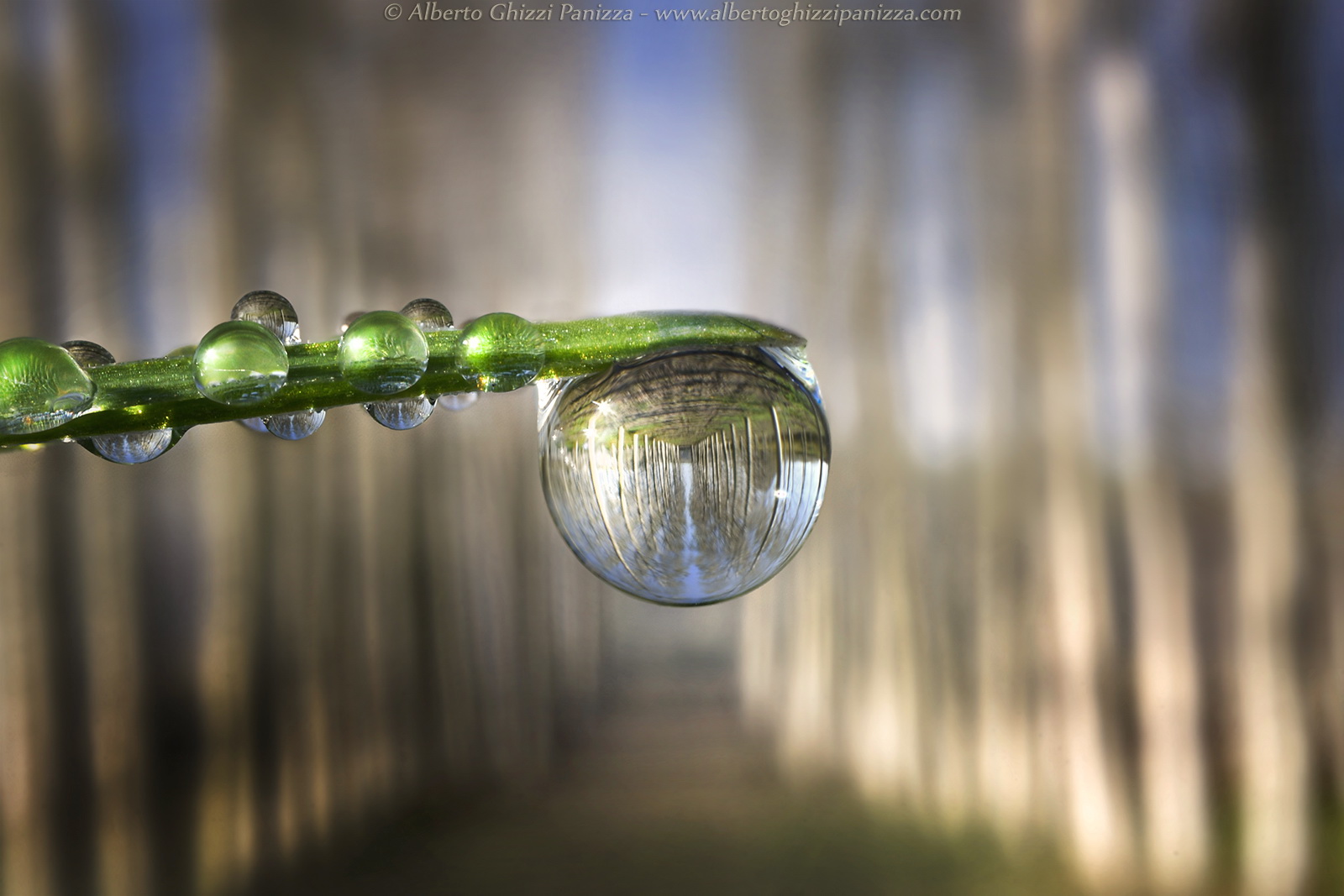 Riflessi mattutini in un pioppeto