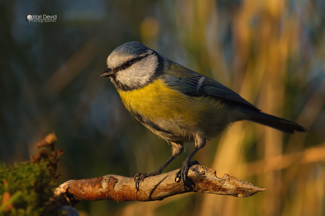 cinciarella alle ultime luci