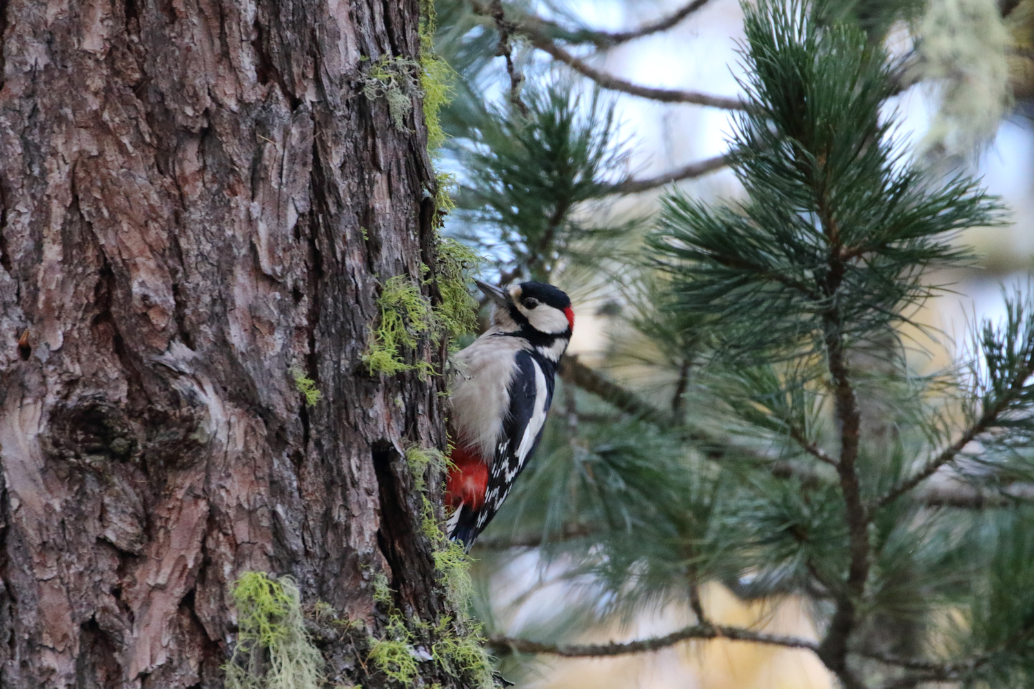 Woodpecker