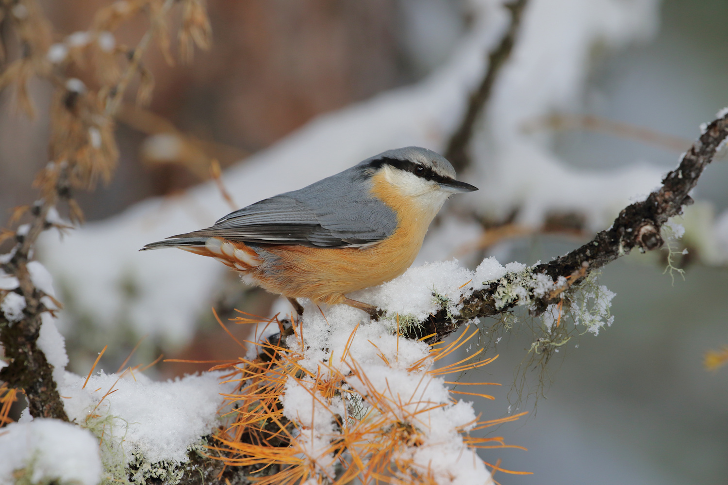 nuthatch