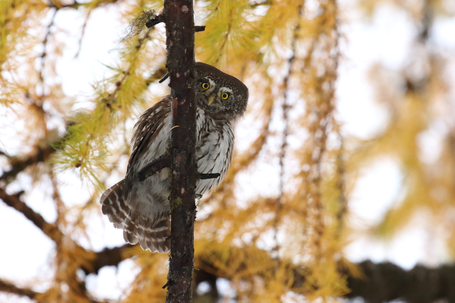 Pygmy Owl