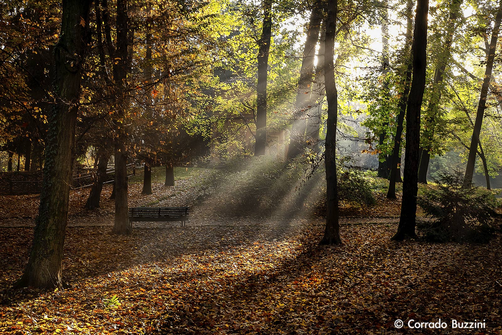 Monza Park morning rays
