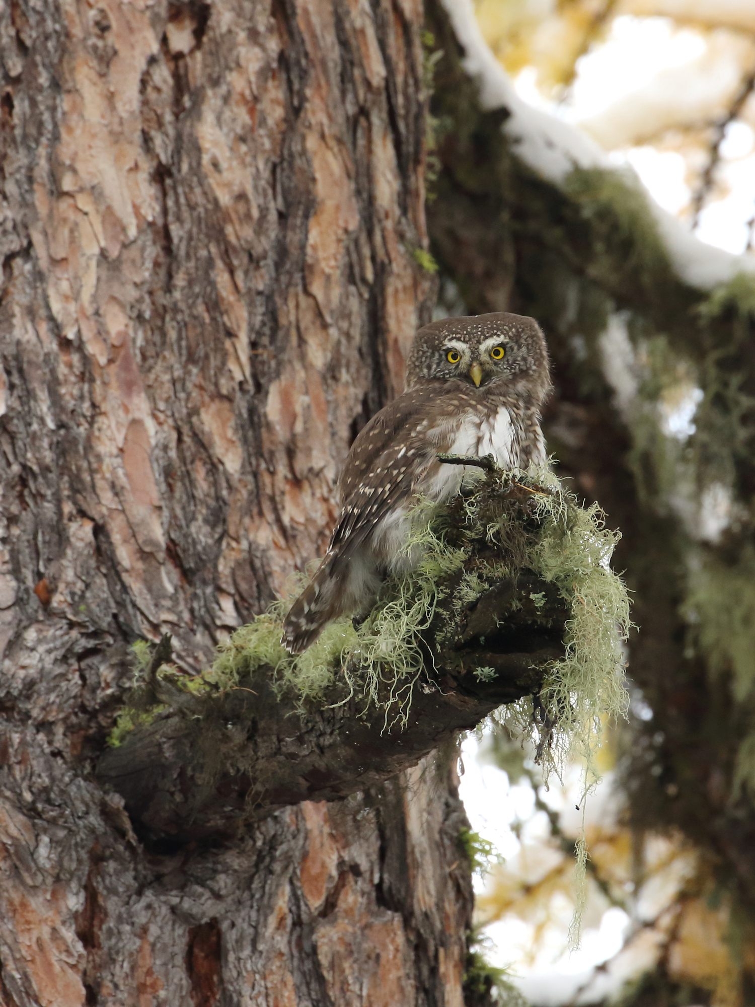 Pygmy Owl