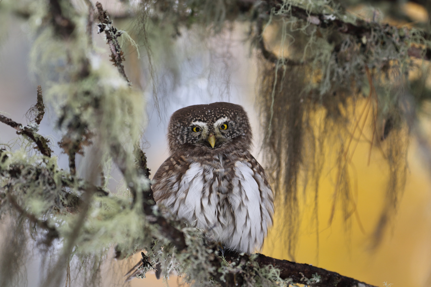 Pygmy Owl