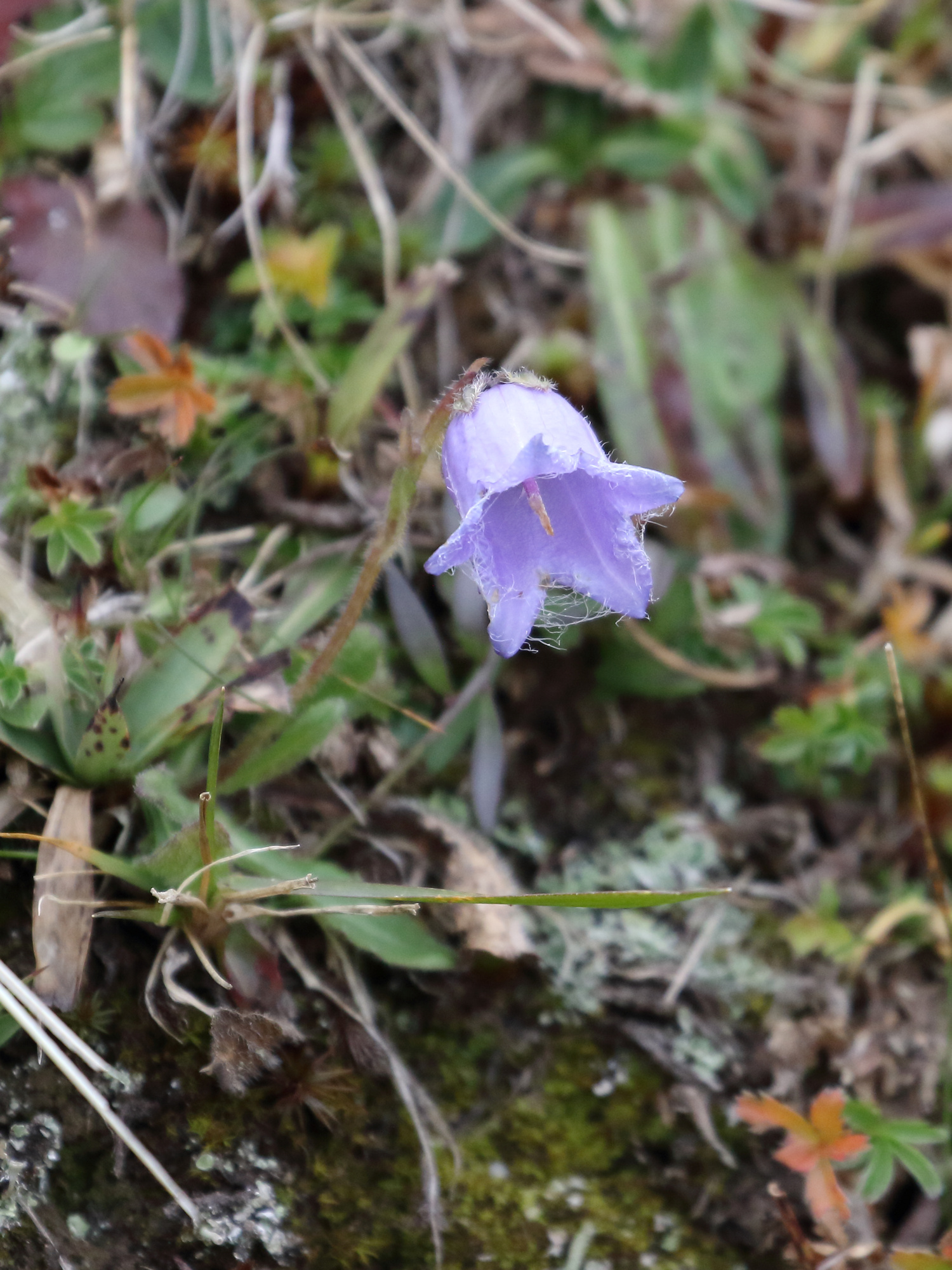 Bearded bellflower