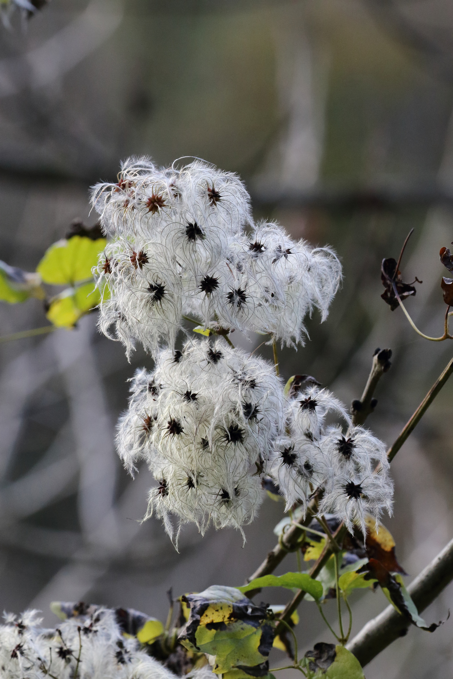 clematis clematis pappus