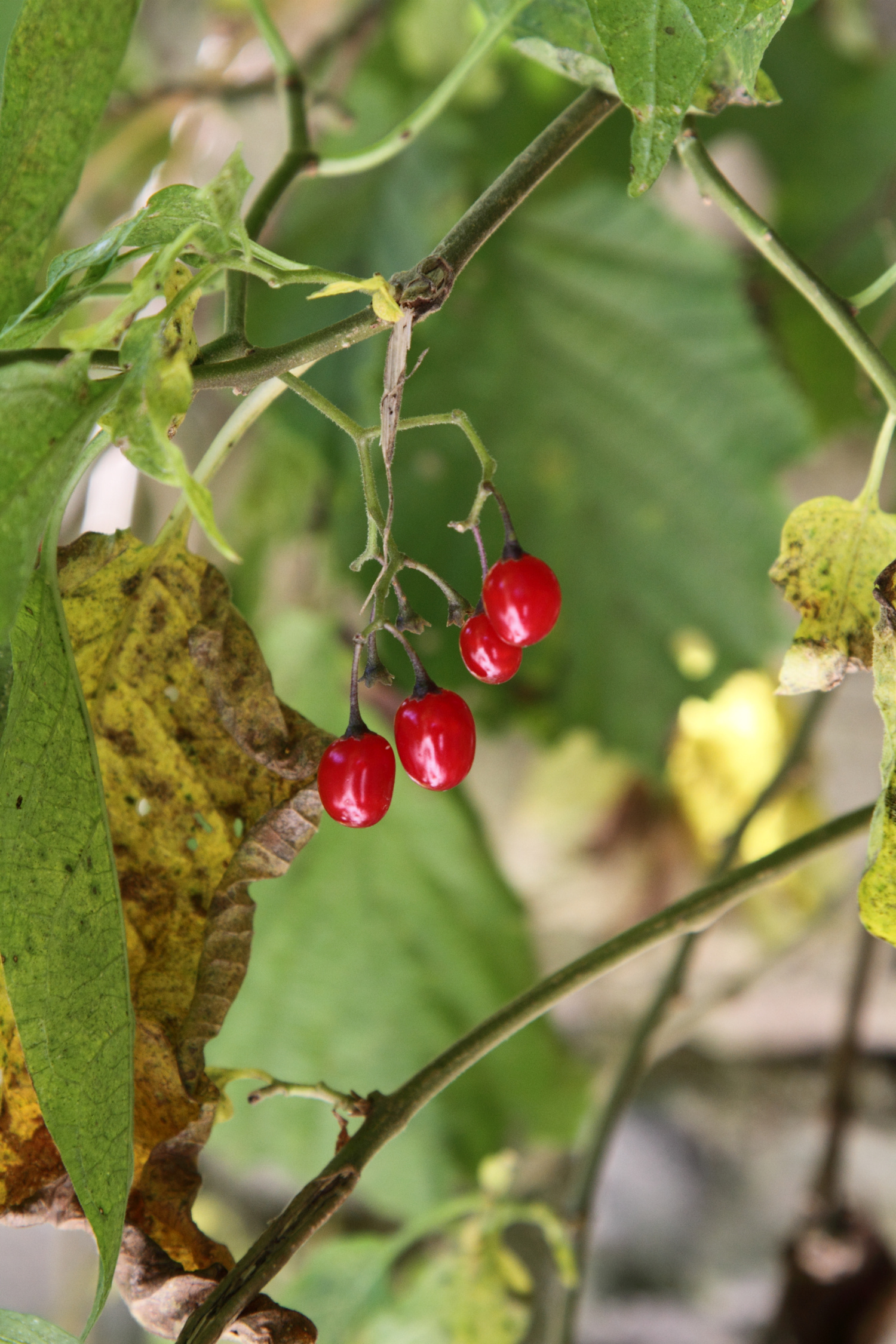Solanum dulcamara berries