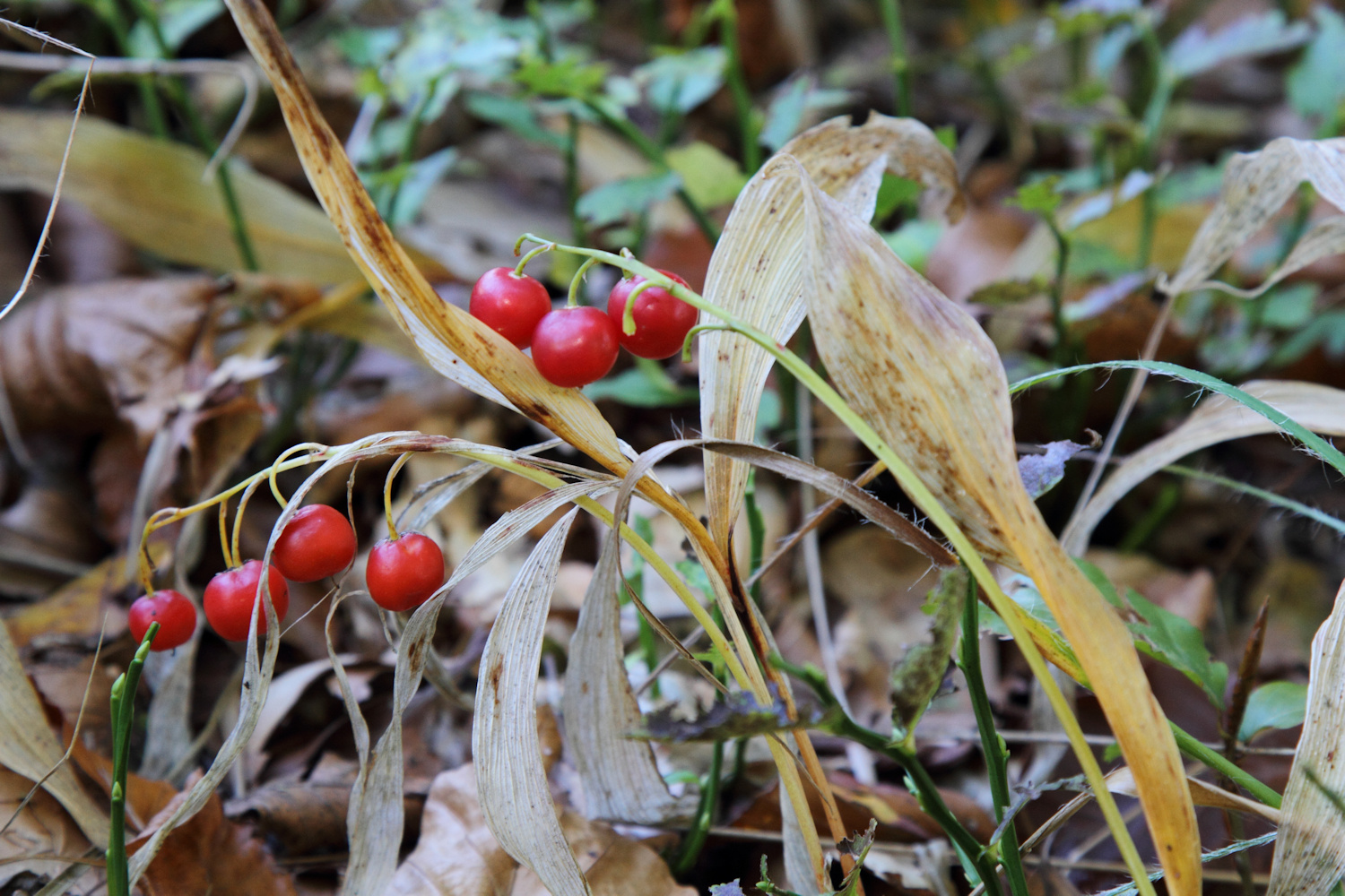 Thrush berries