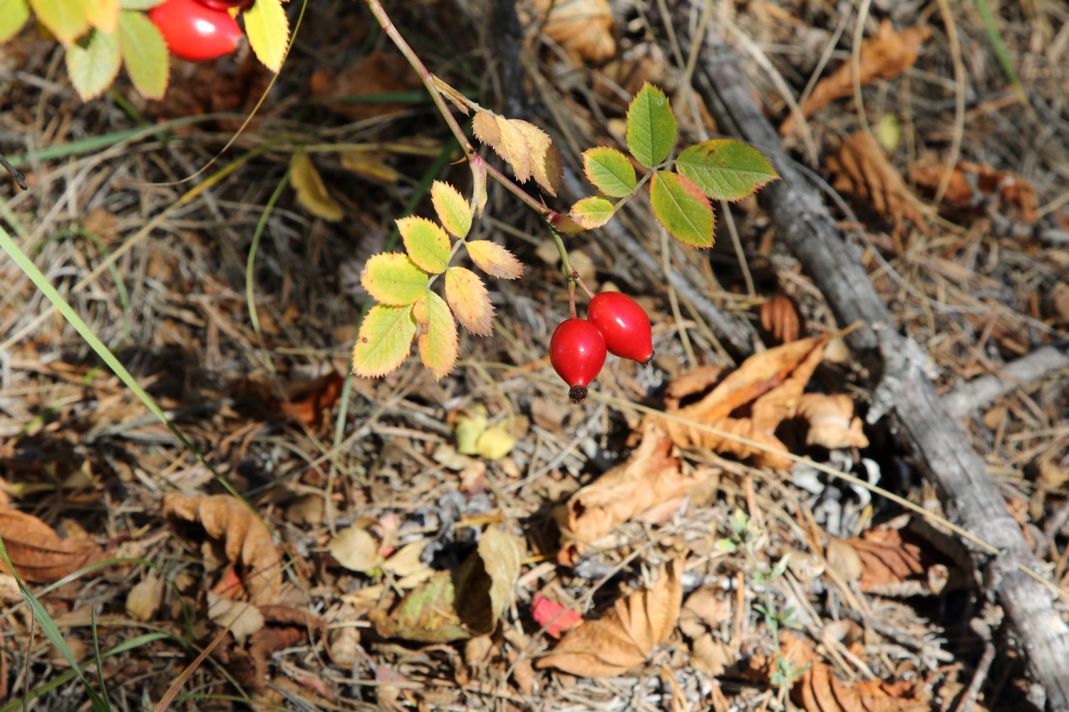 Rosehip drupes