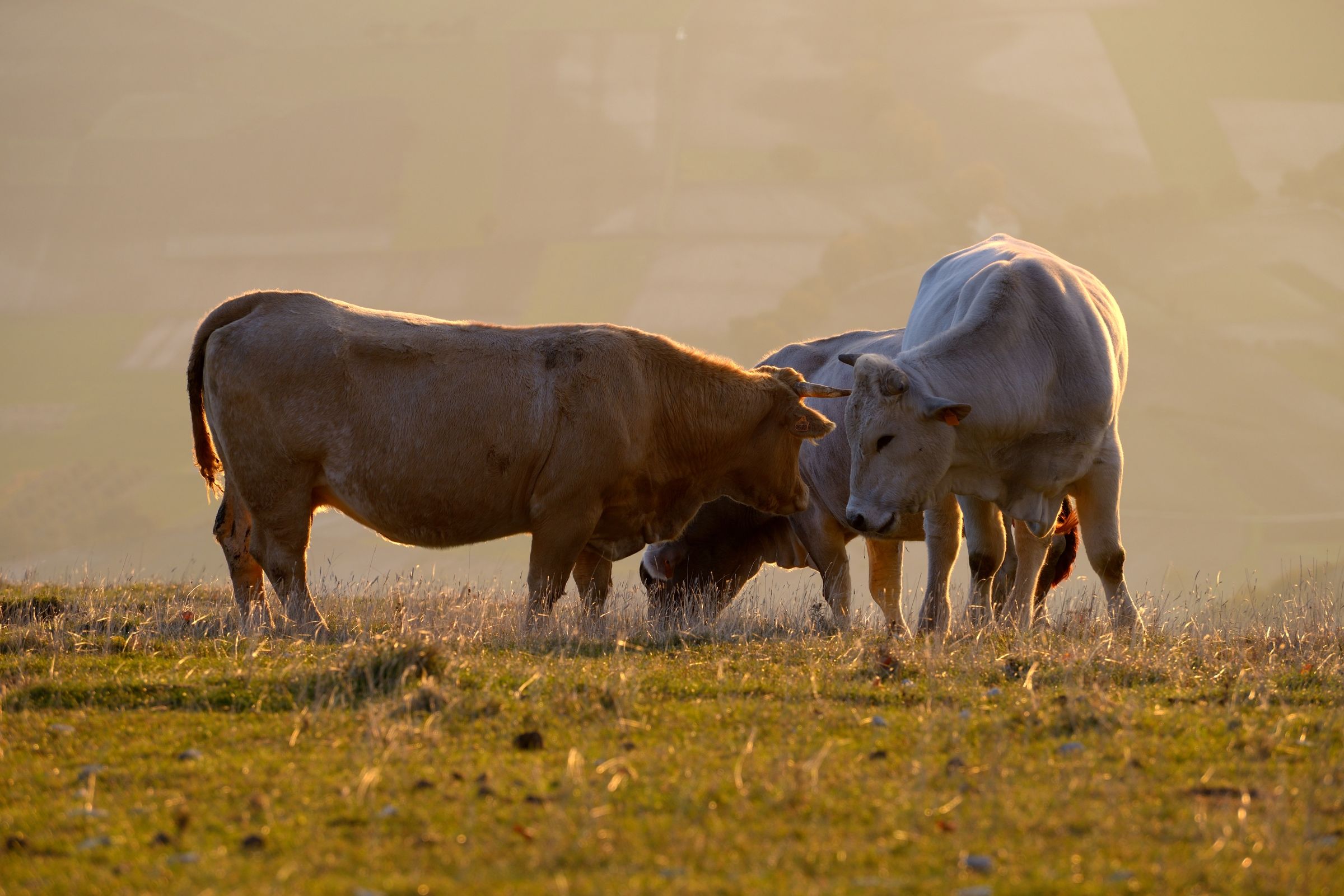 Dangerous intersection
