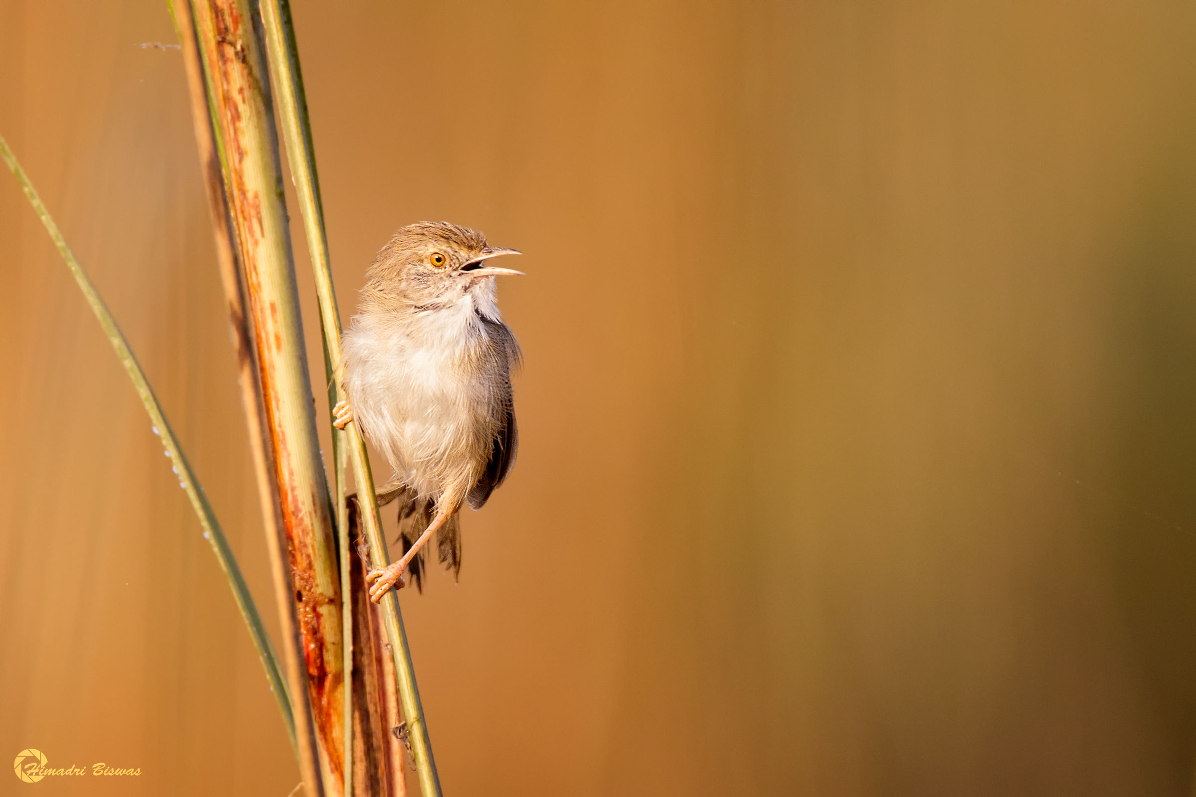 Prinia