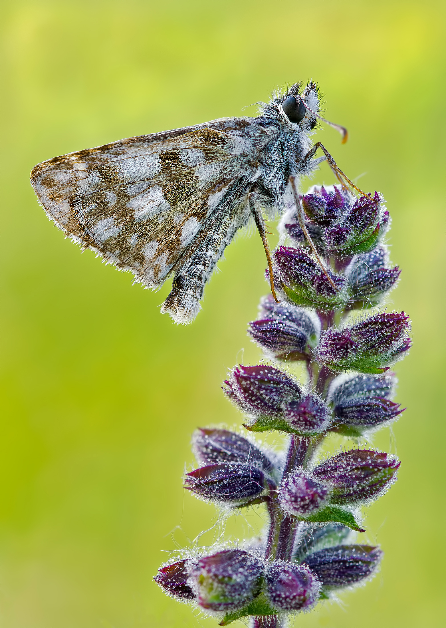 Pyrgus con...ciuffo alla Elvis e capelli sugli occhi..