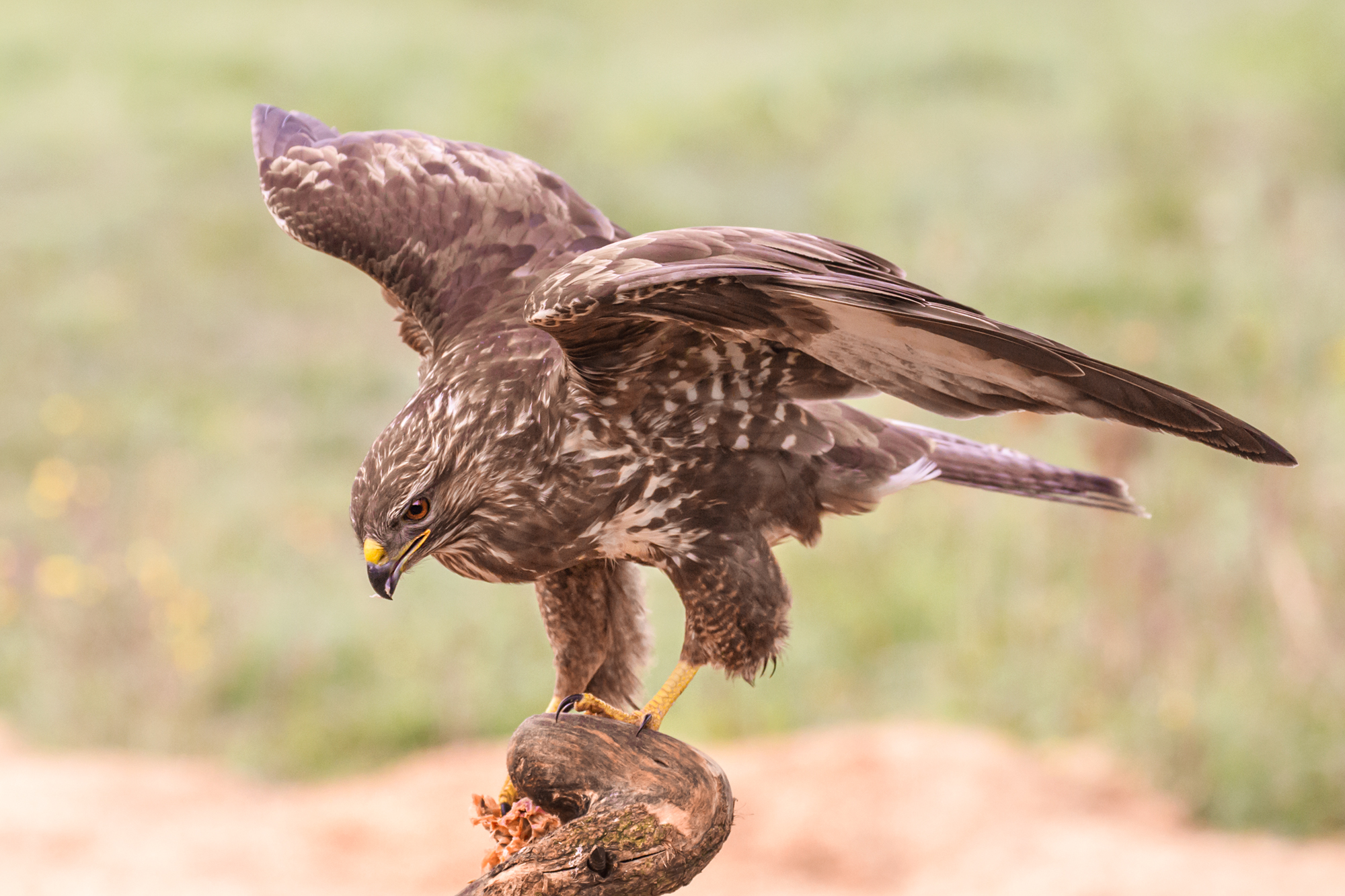 The meal of the buzzard 1