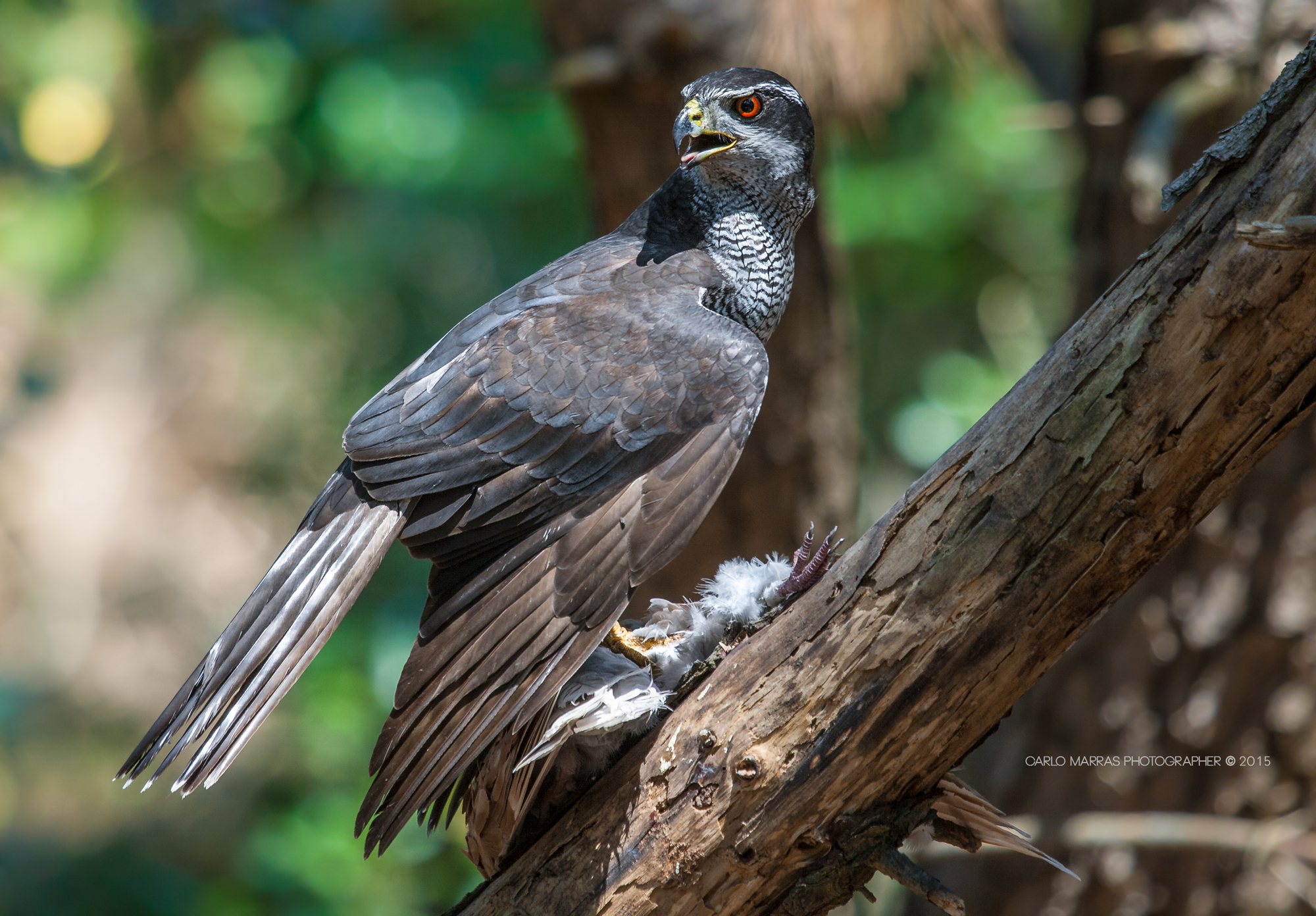 Astore sardo-corso (Accipiter gentilis arrigonii)