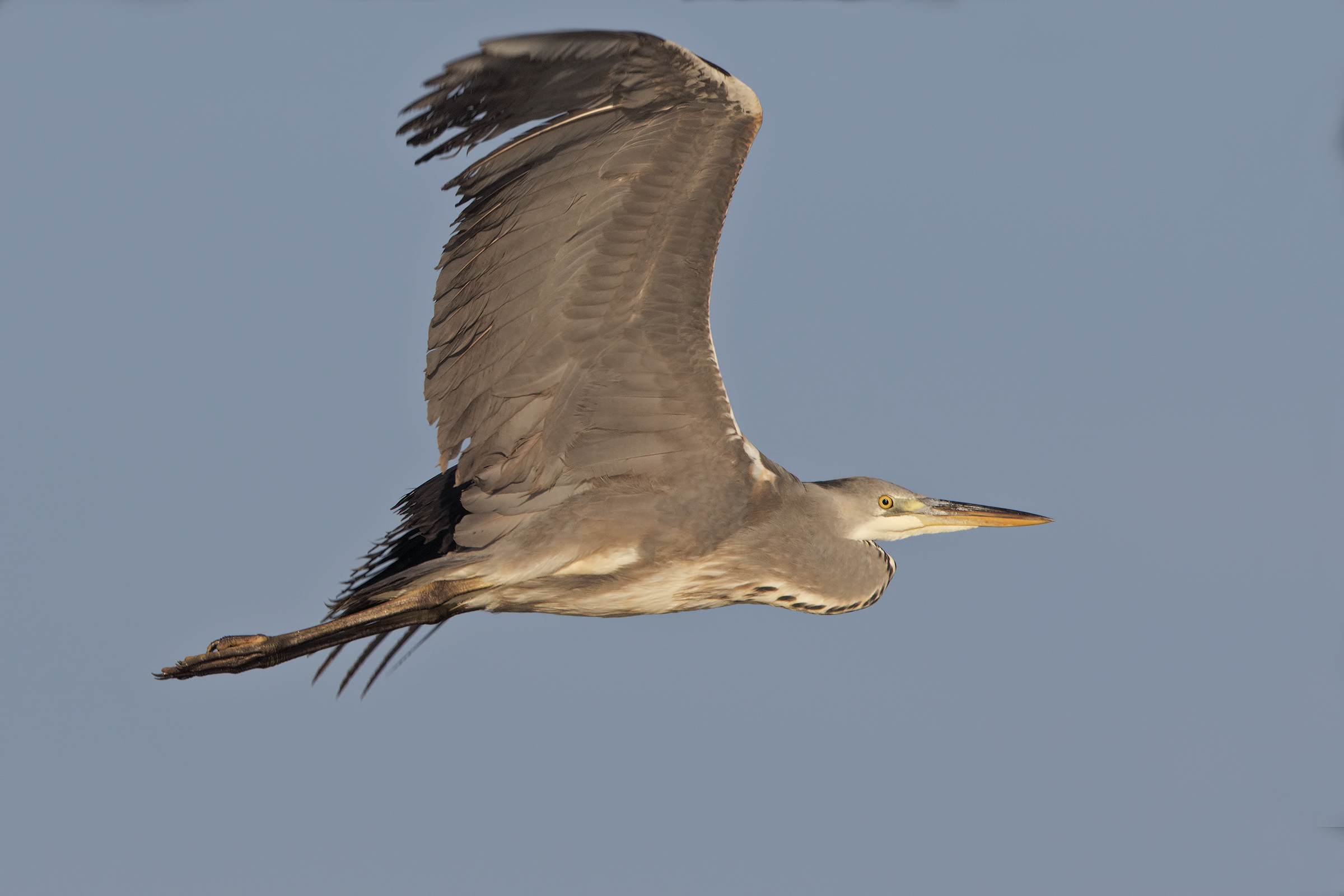 Airone cenerino ( 7D2 + 500 + 2X )