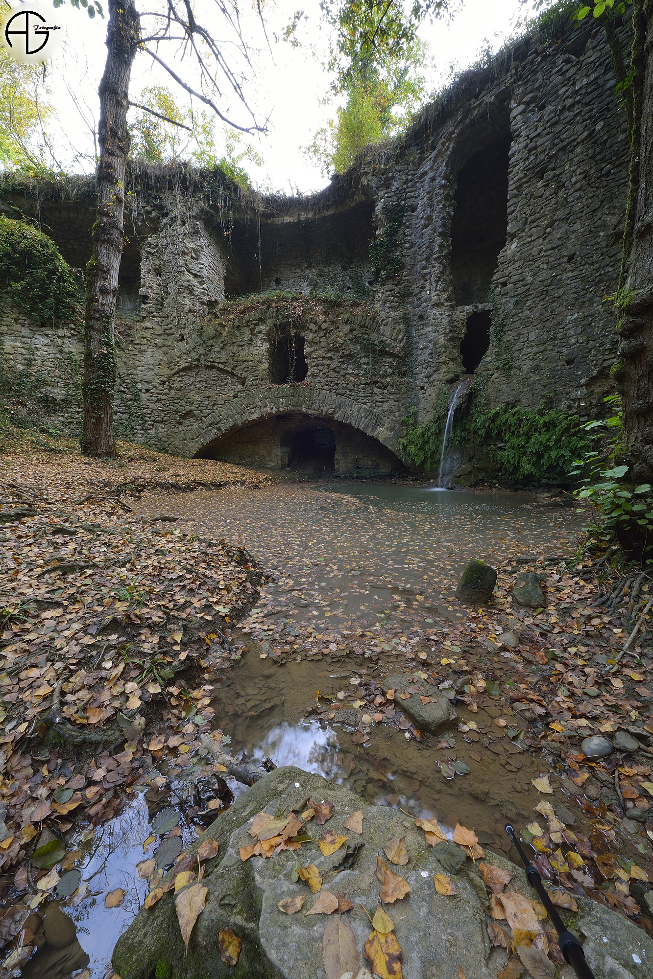 Mulinaccio nel bosco ...