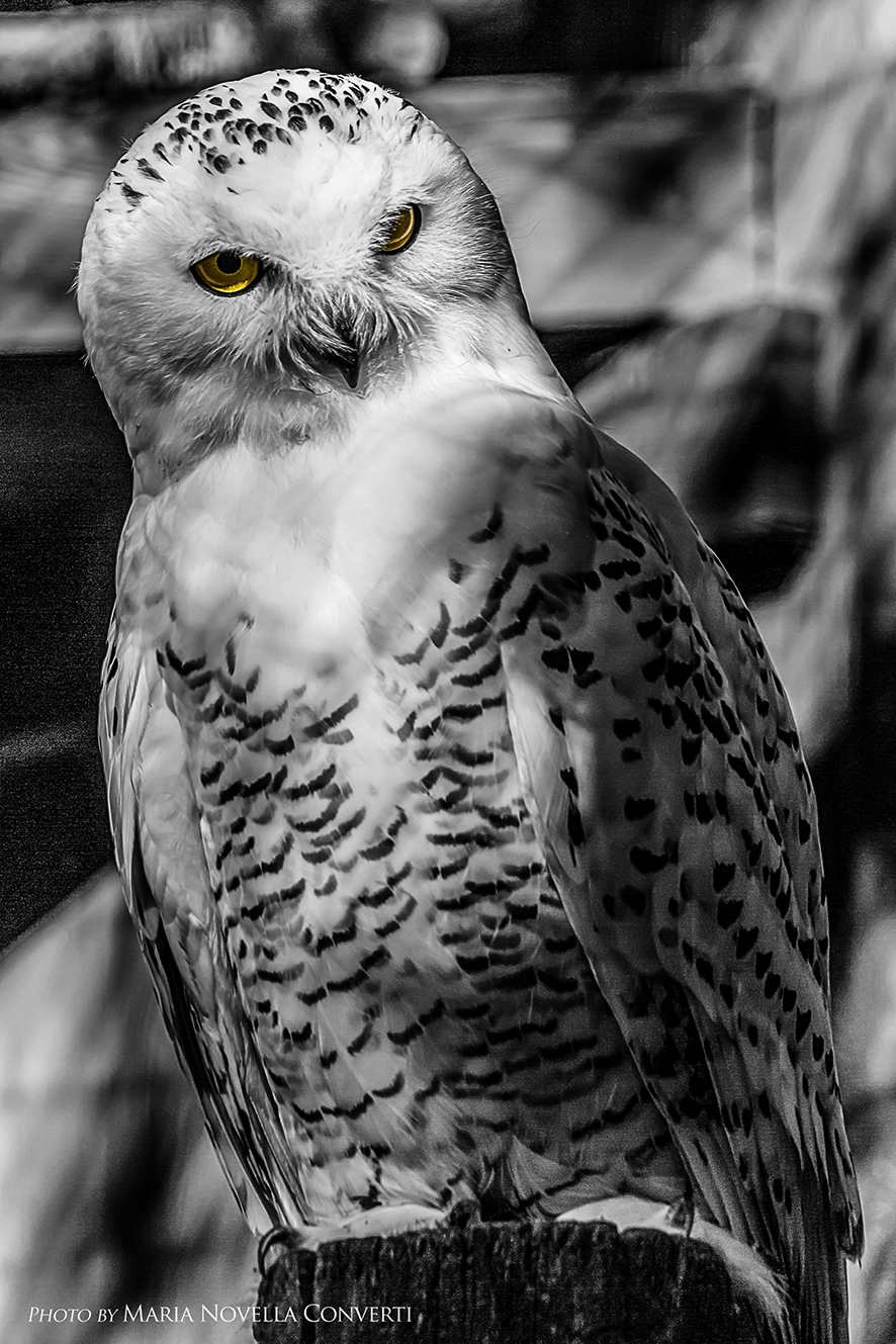 Ti sto guardando ...