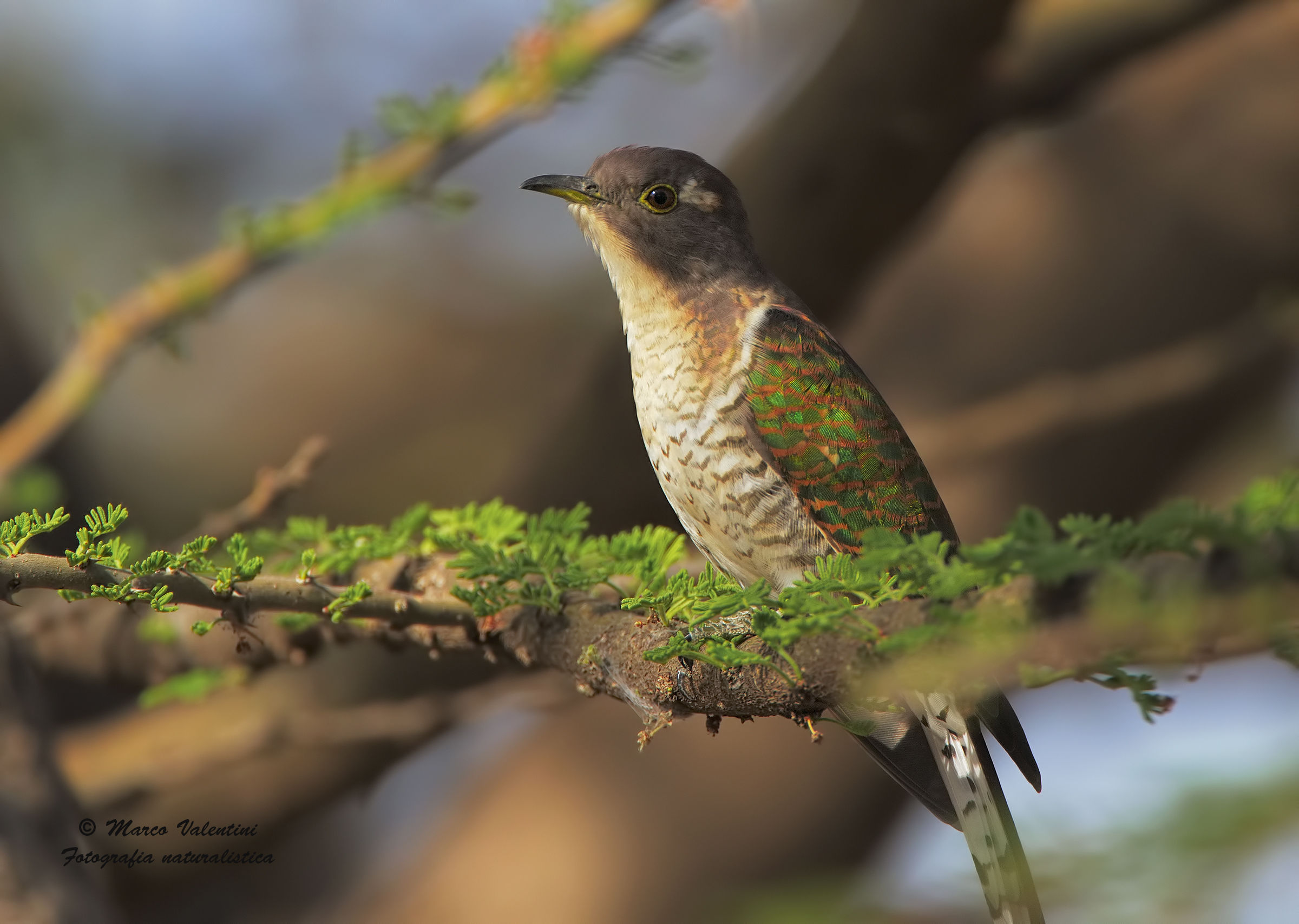 Cuckoo emerald